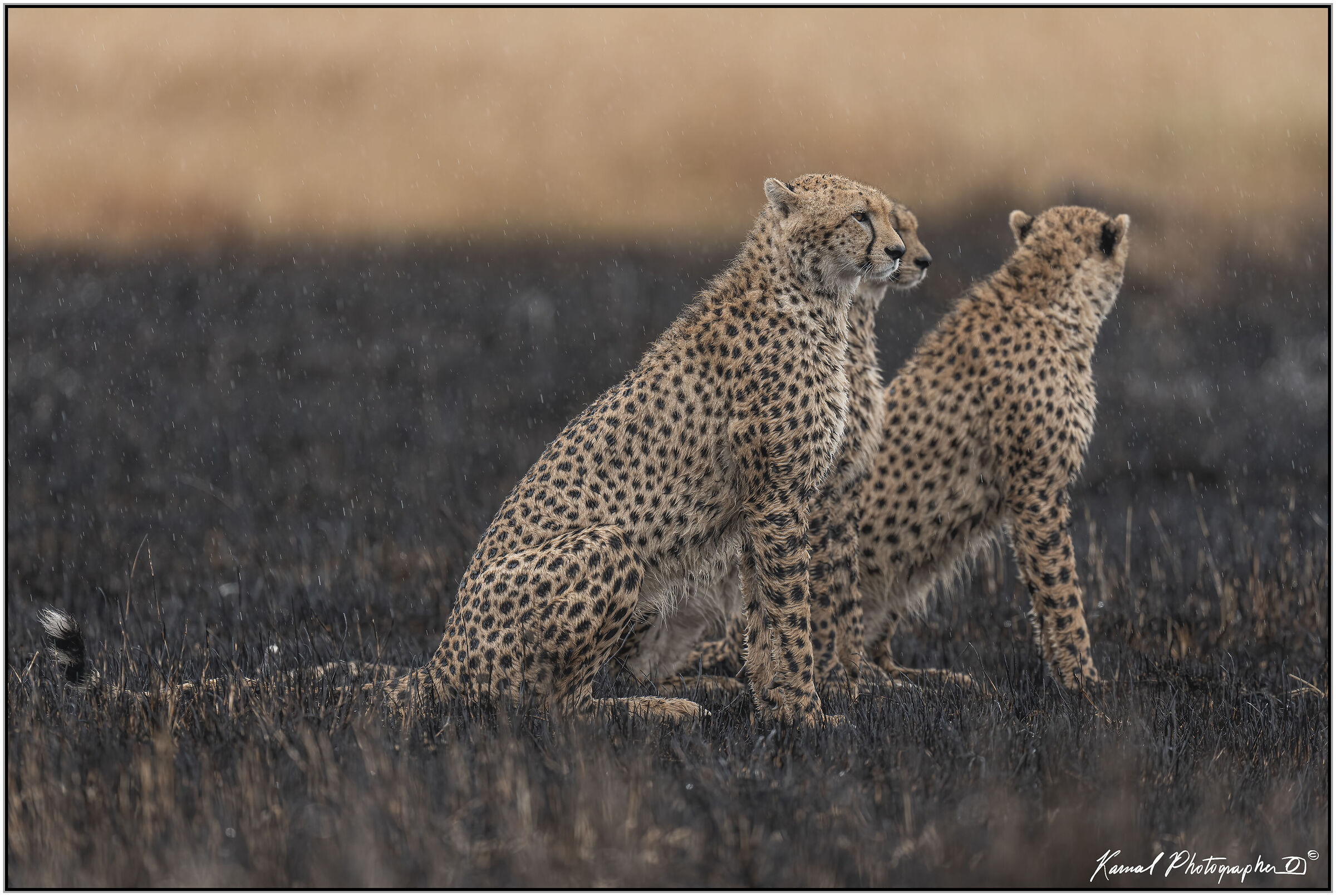 Acinonyx jubatus