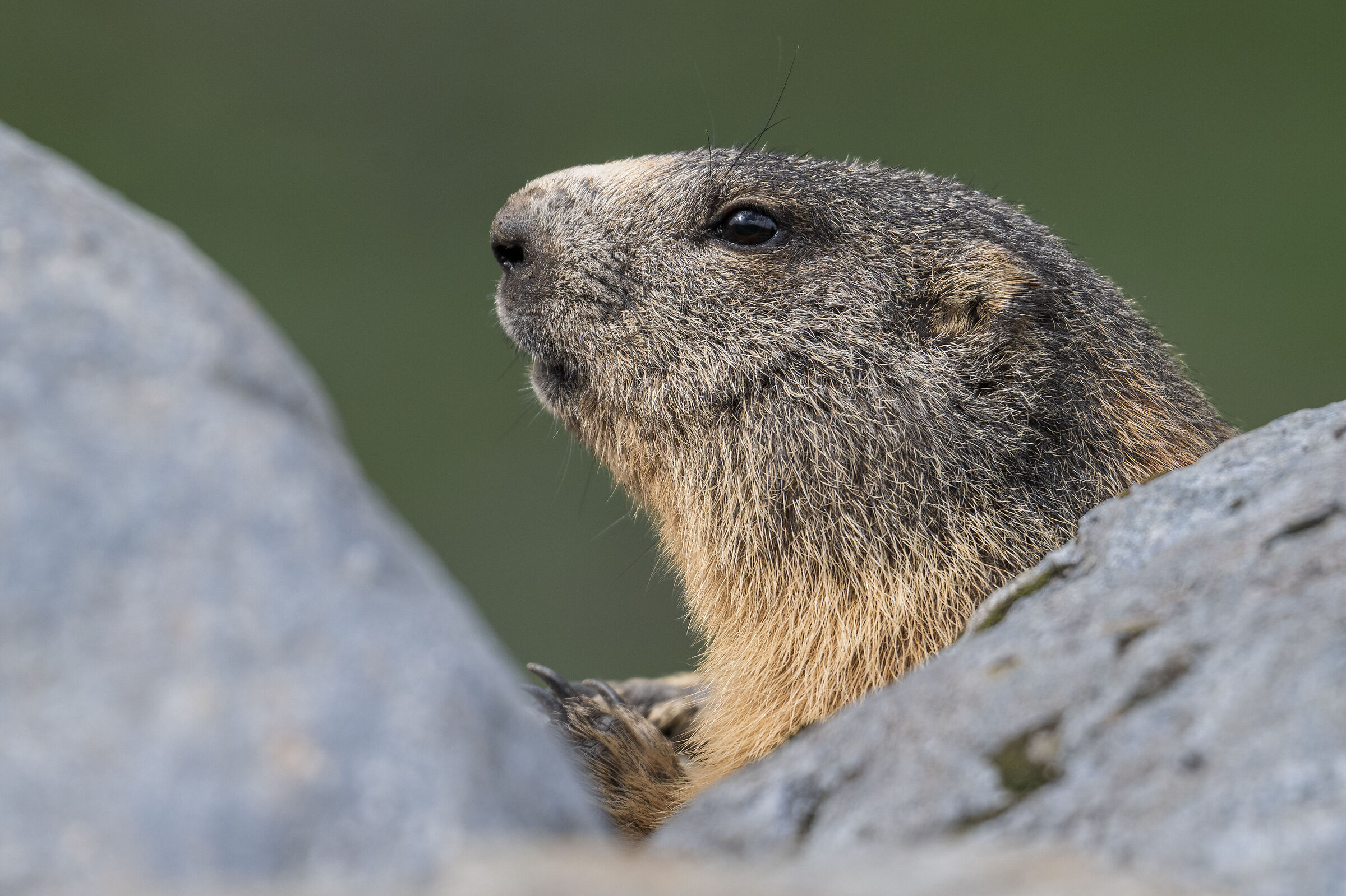 Groundhog close-up