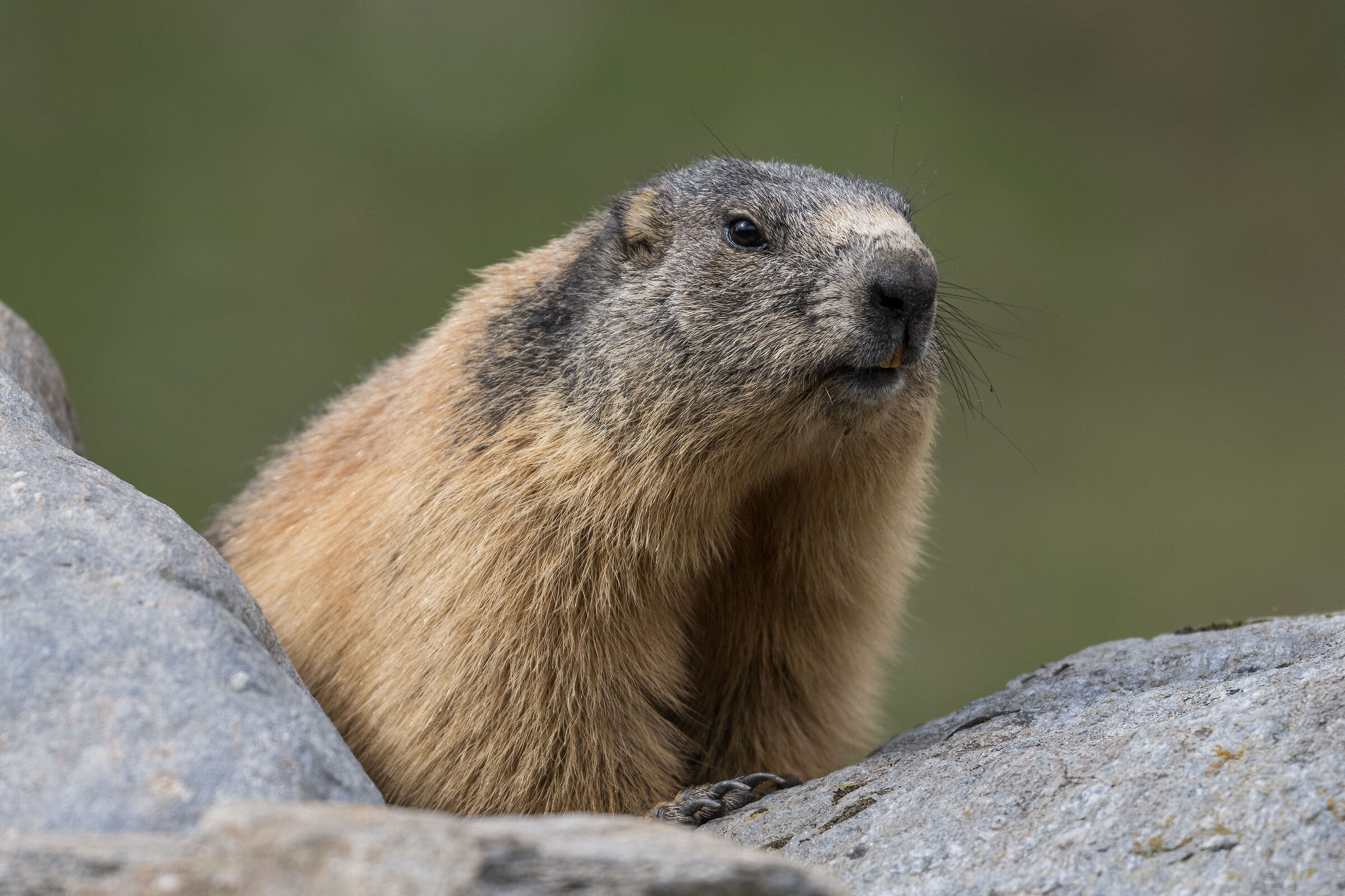 Marmot of Val Tartano