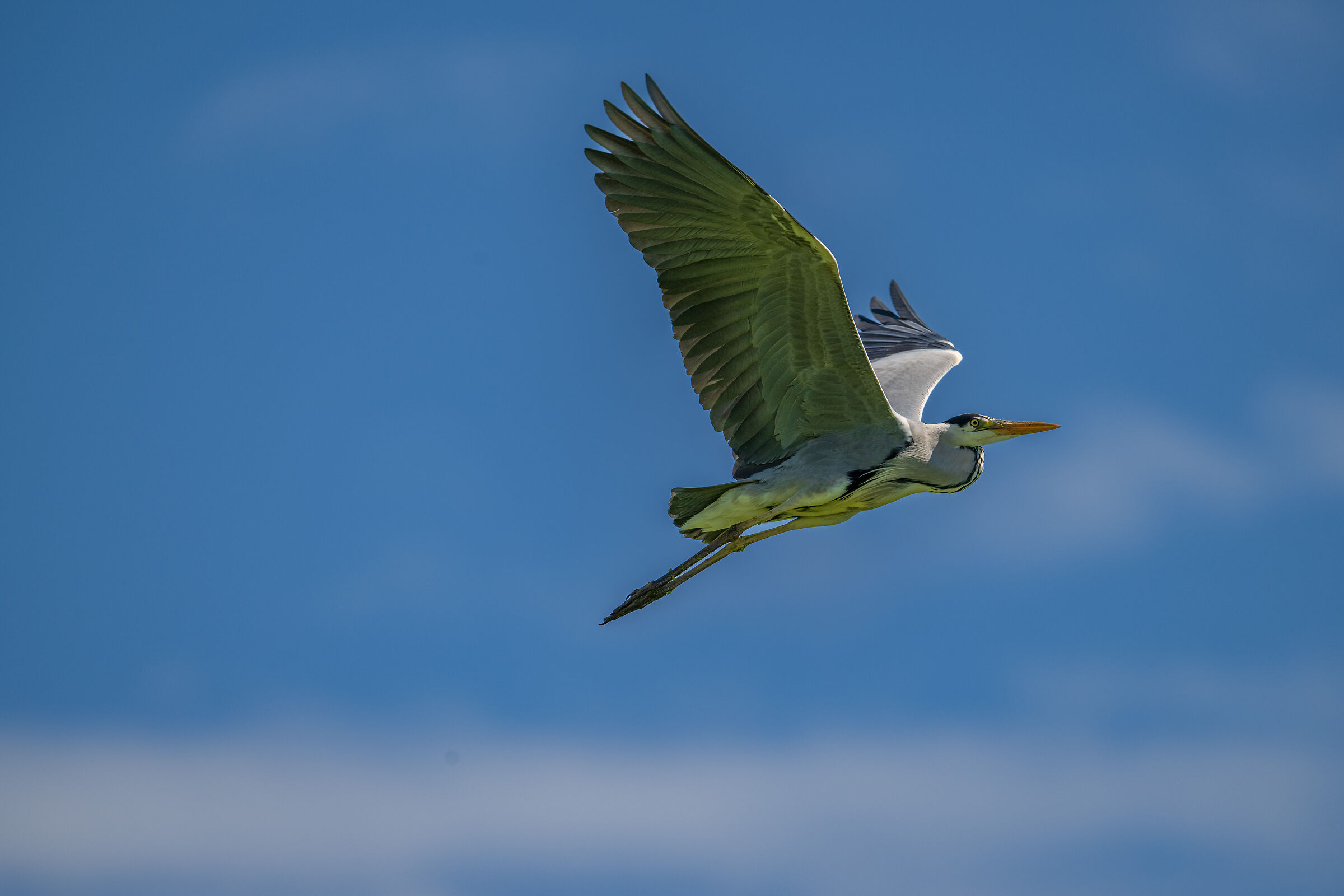 Heron in flight