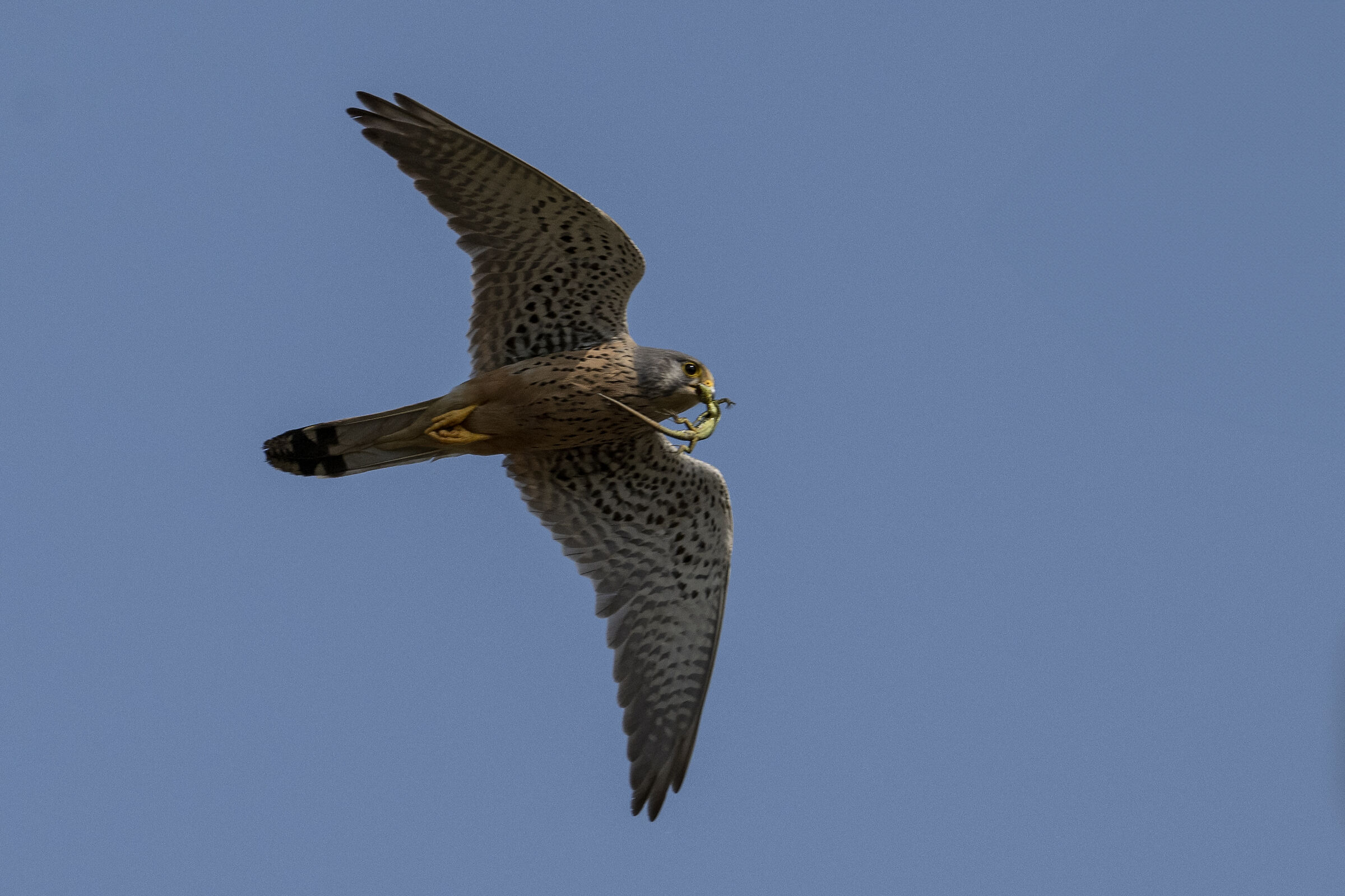 Kestrel with prey