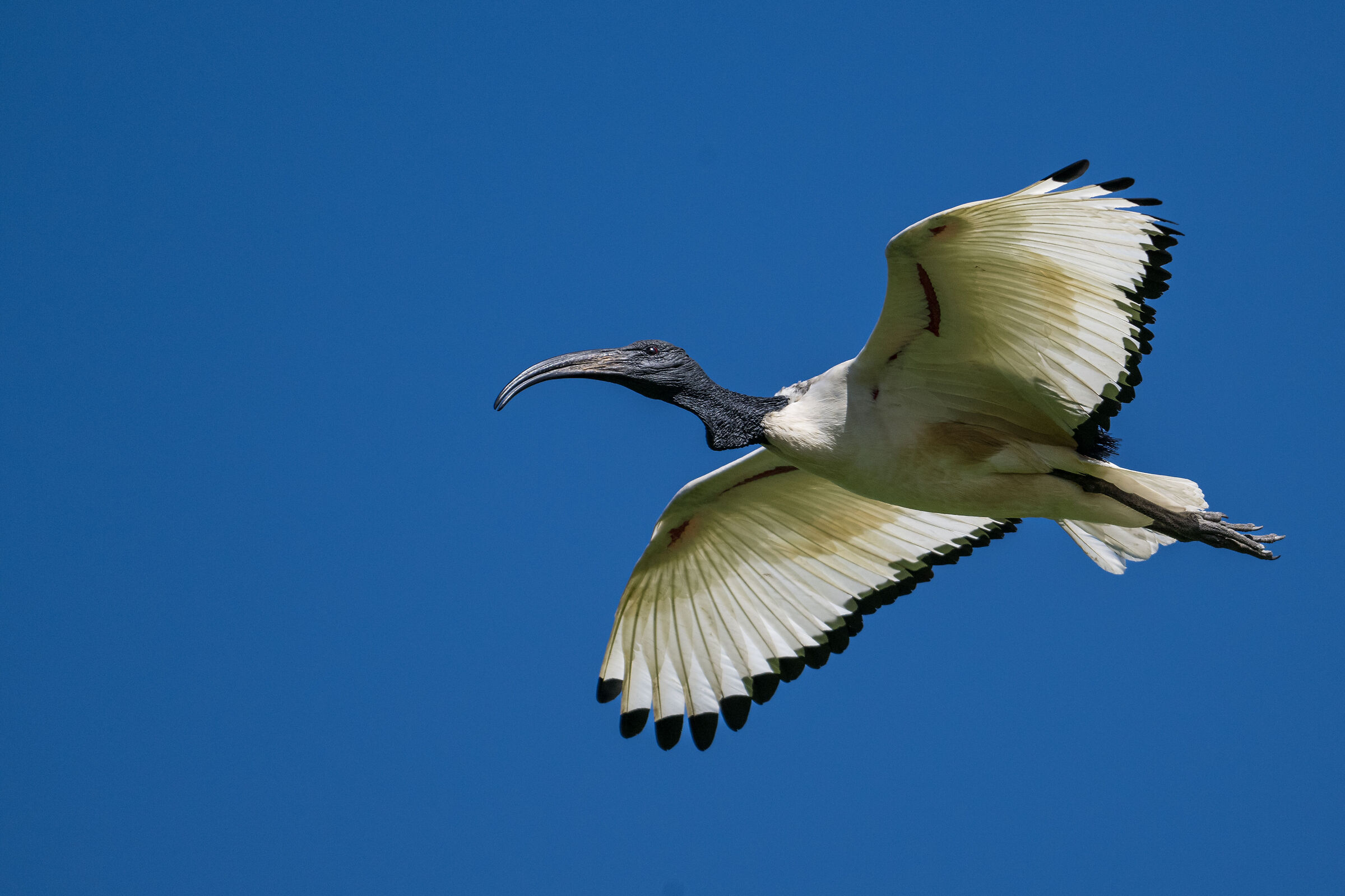 Sacred Ibis