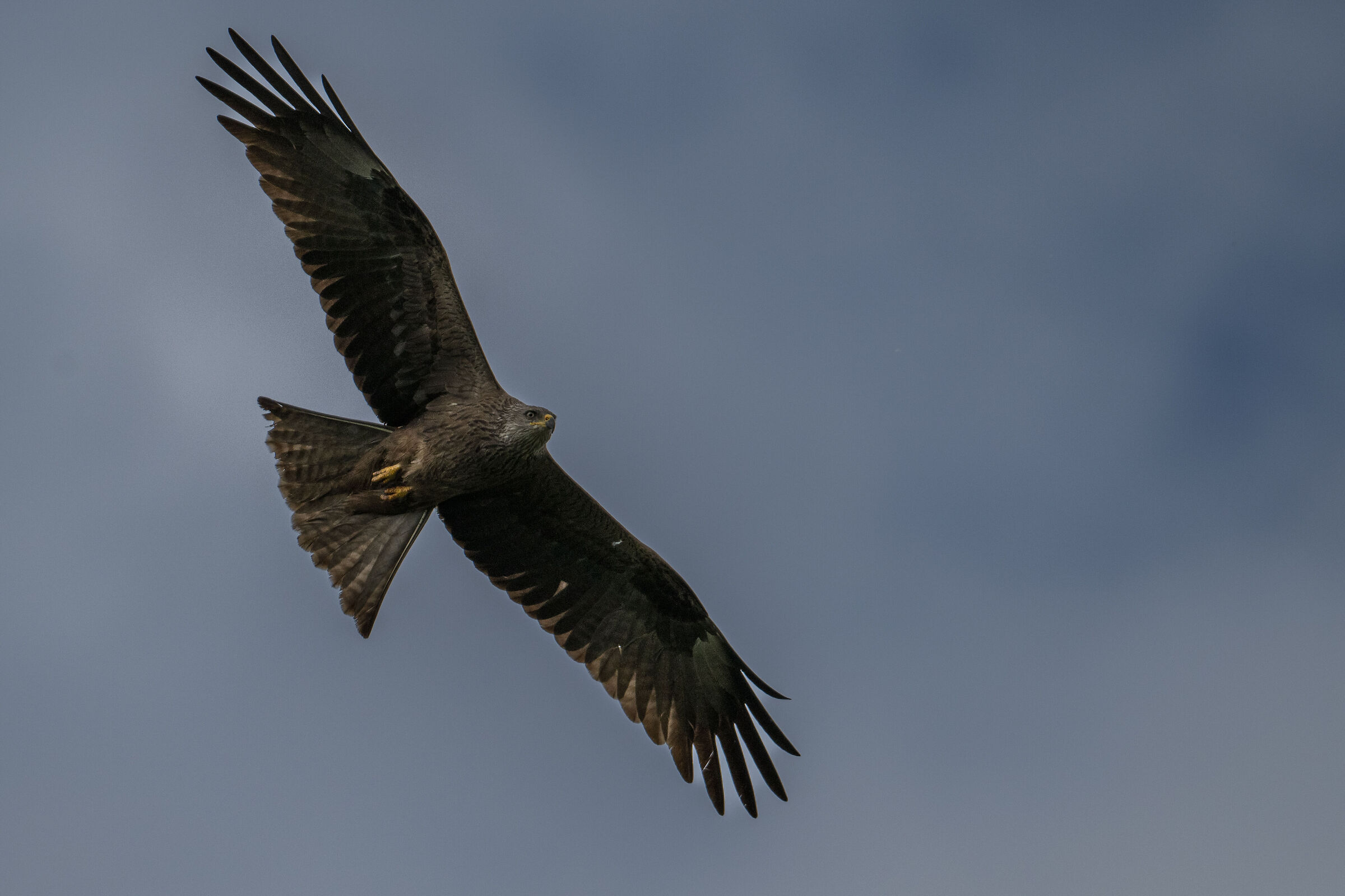 Black kite