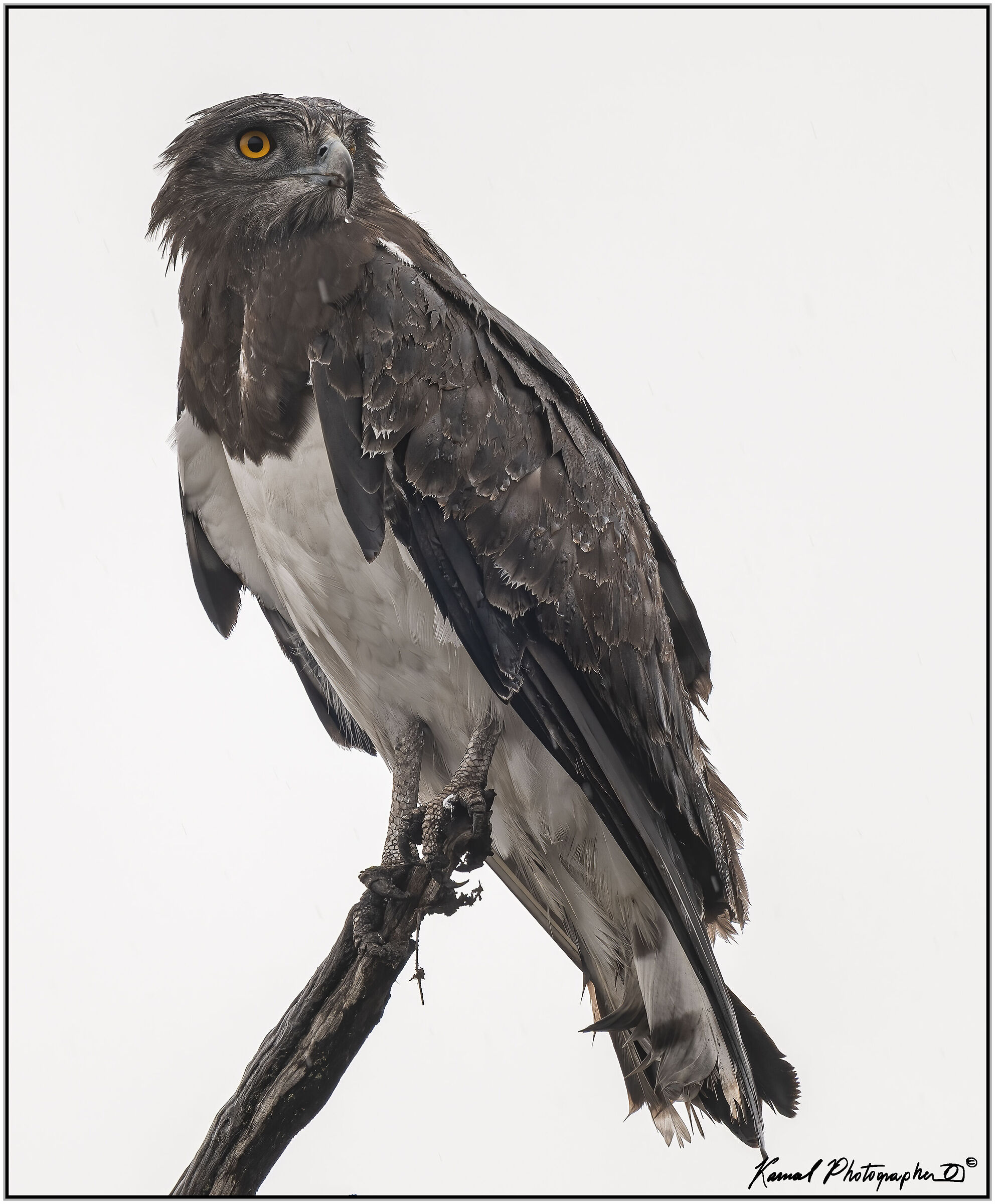 Circaetus pectoralis