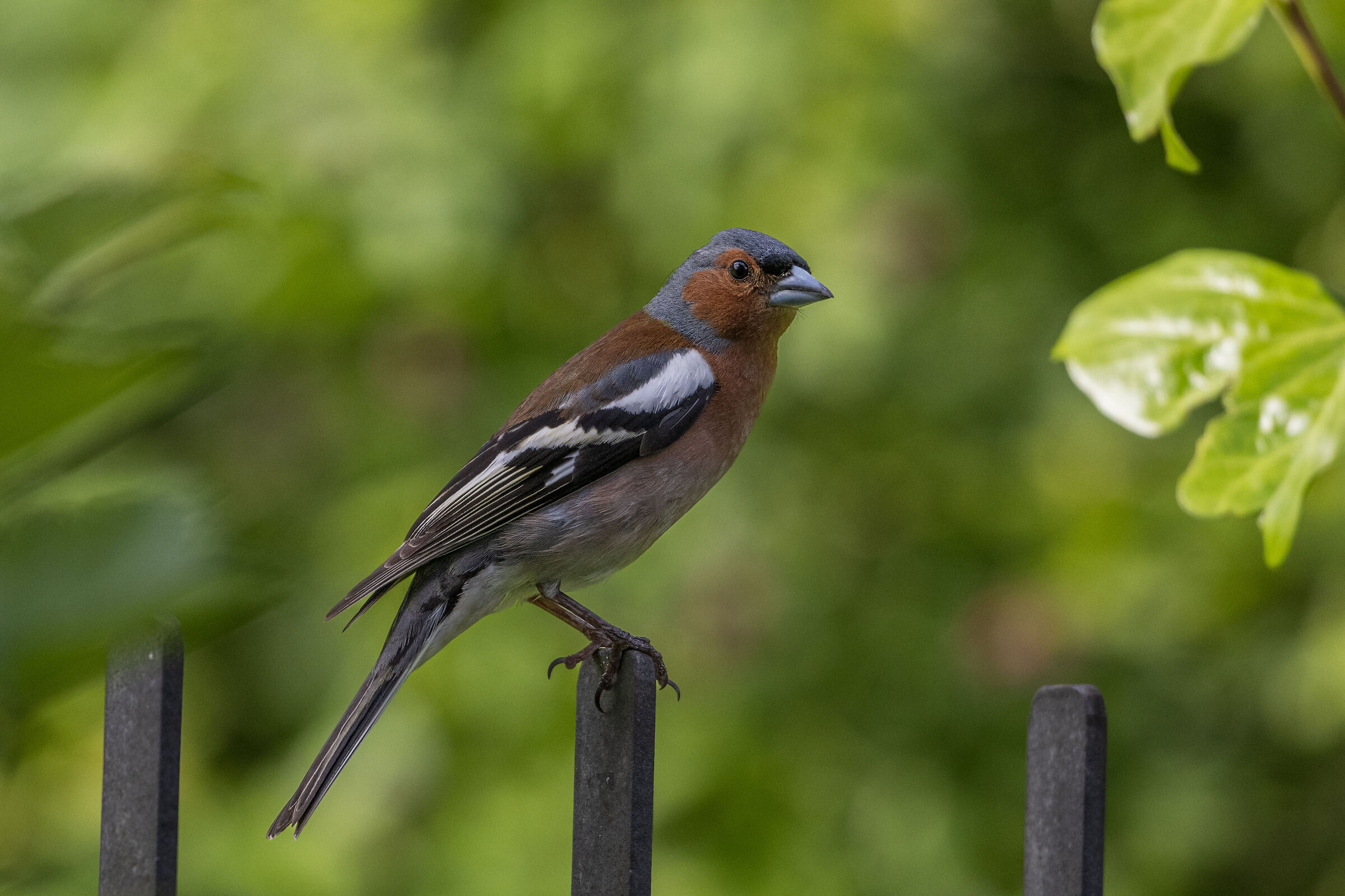Chaffinch