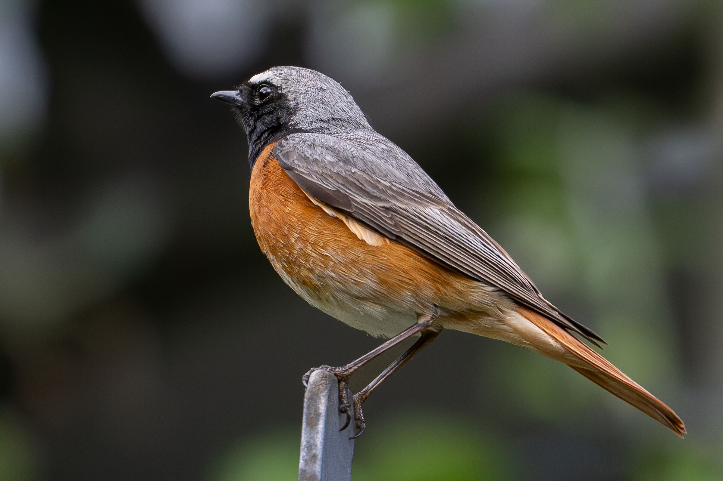 Redstart