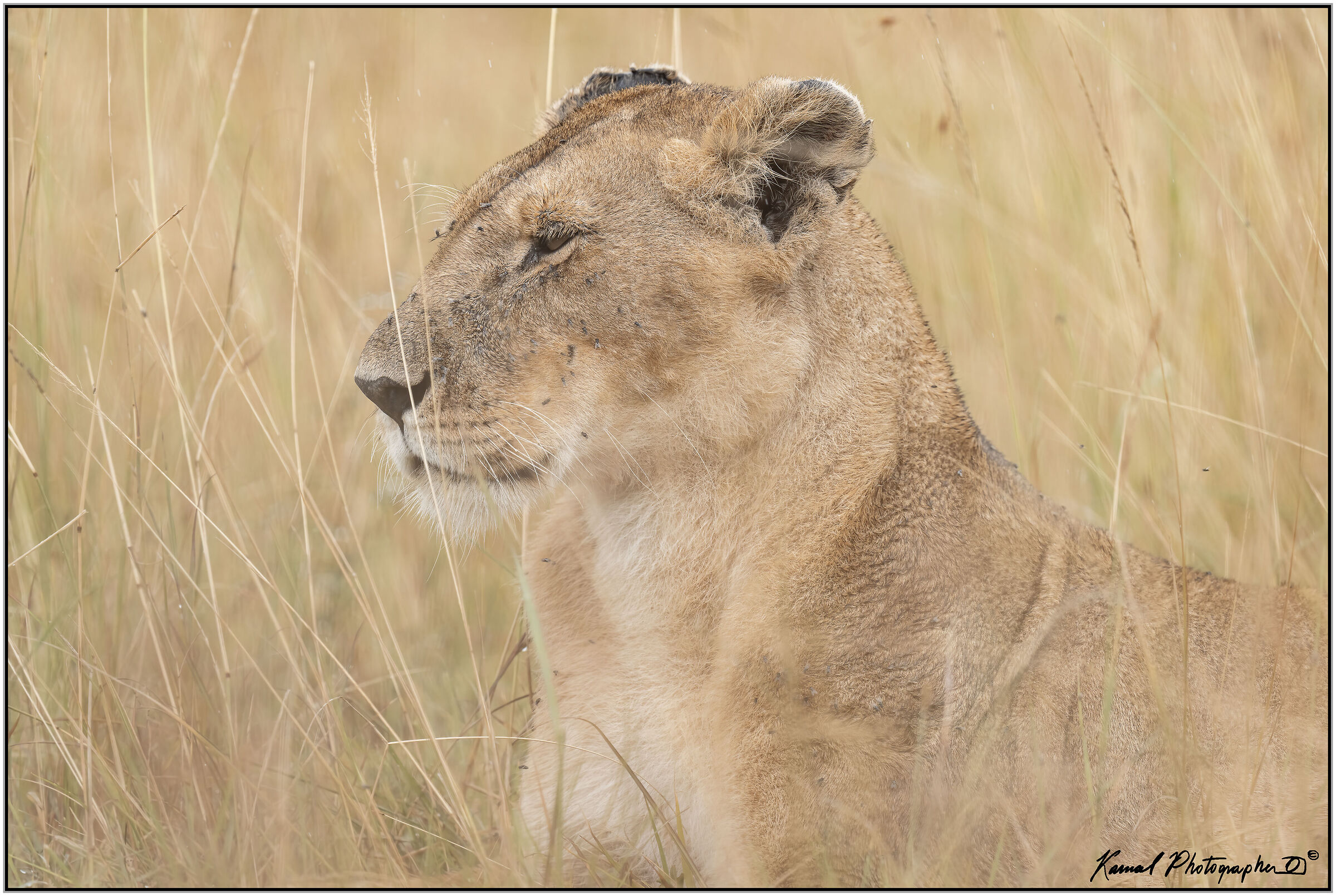 Panthera leo