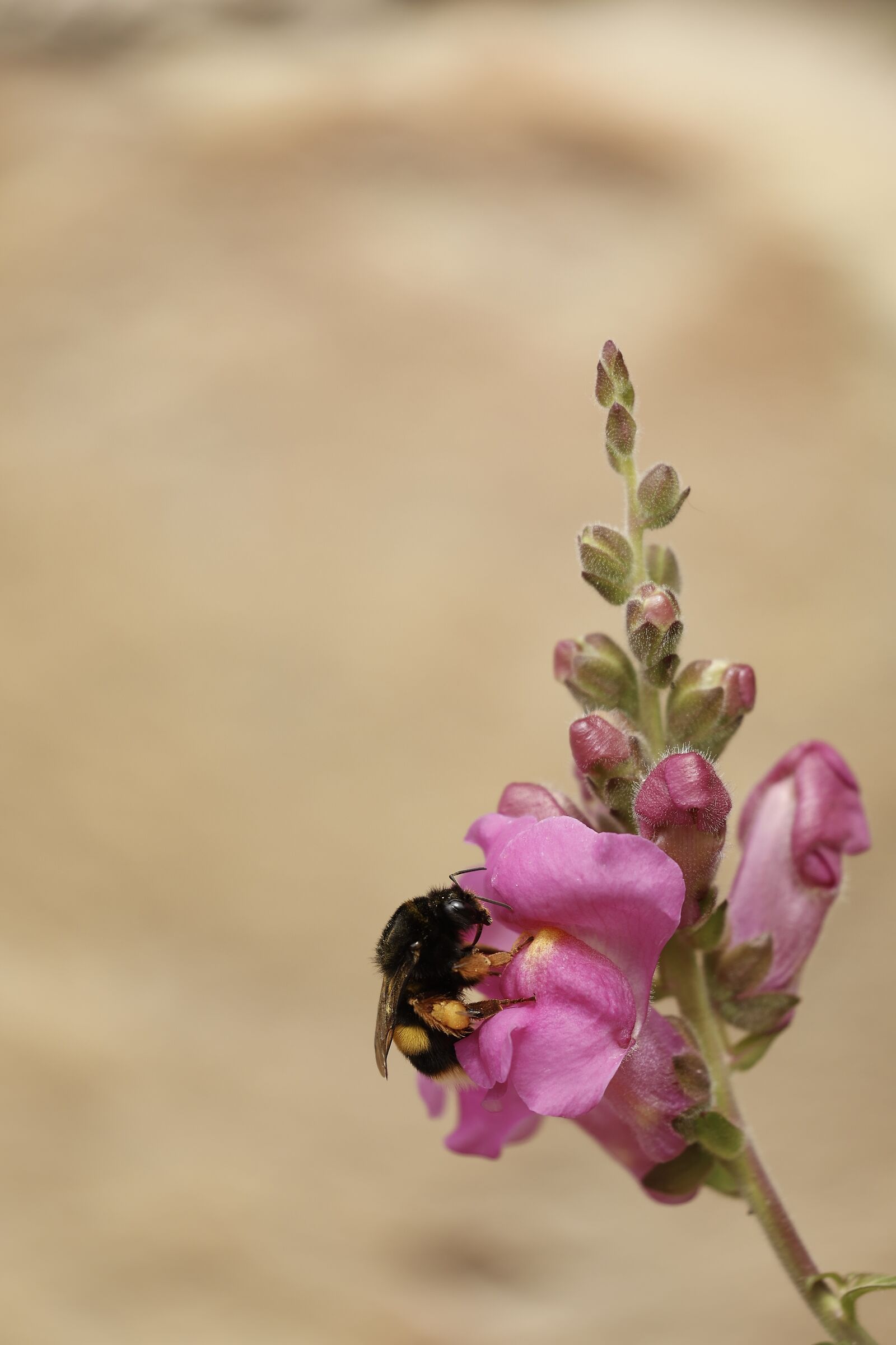 Pollen what a passion