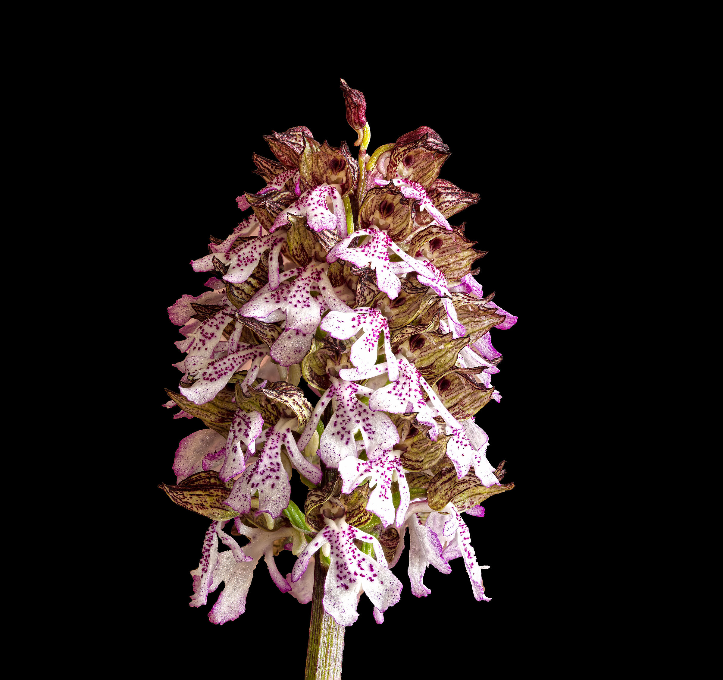 Orchidea purpurea...