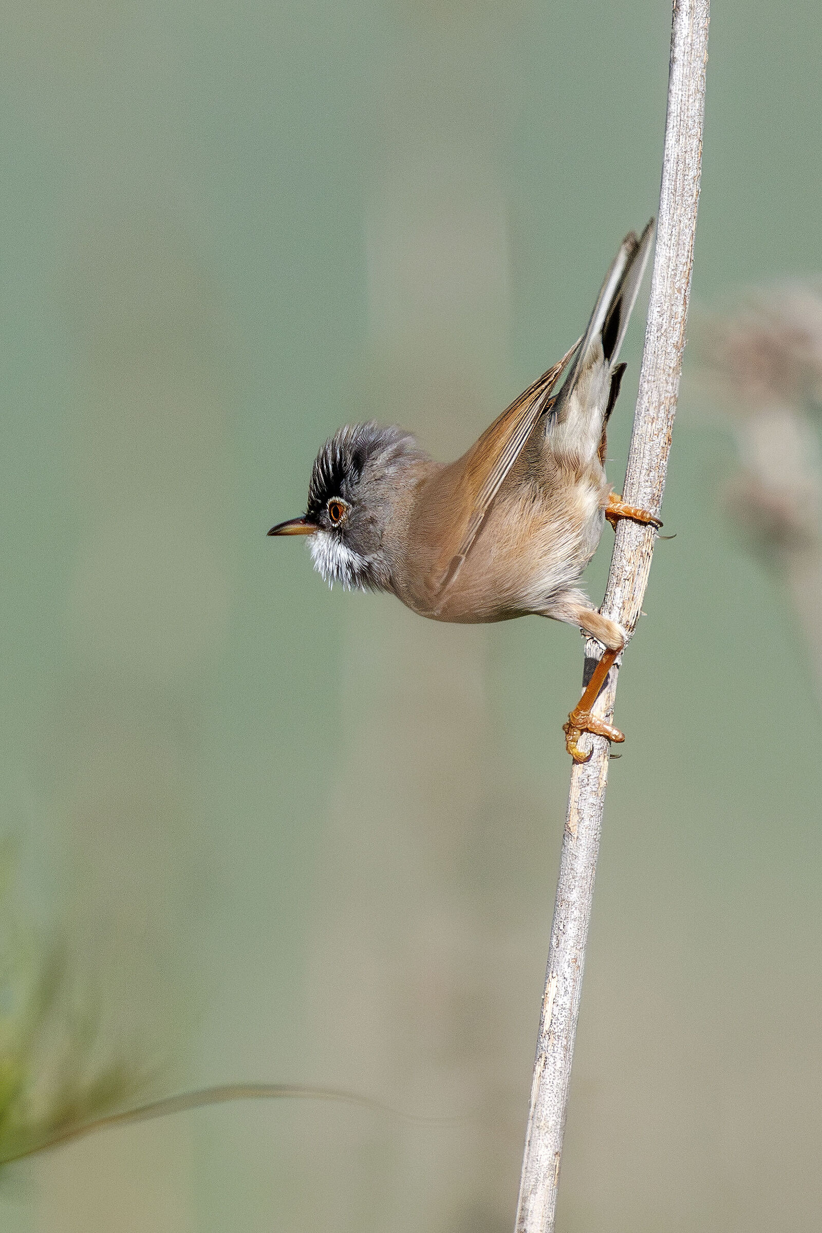 Whitethroat