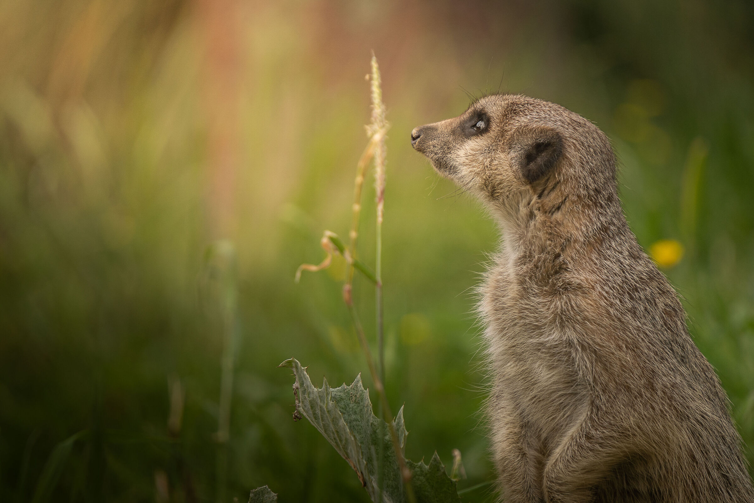 Tra fili d'erba e pensieri