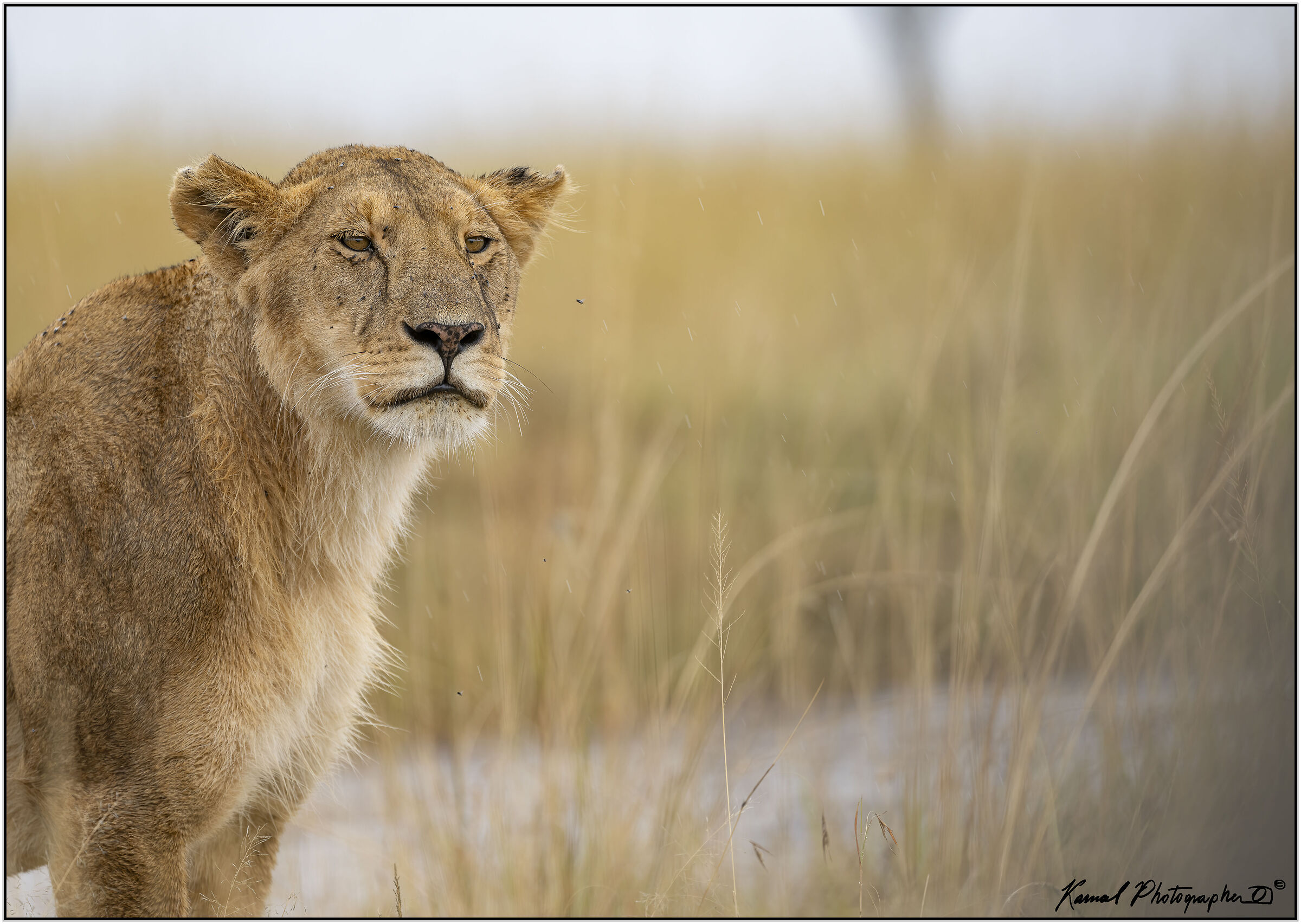 Panthera leo