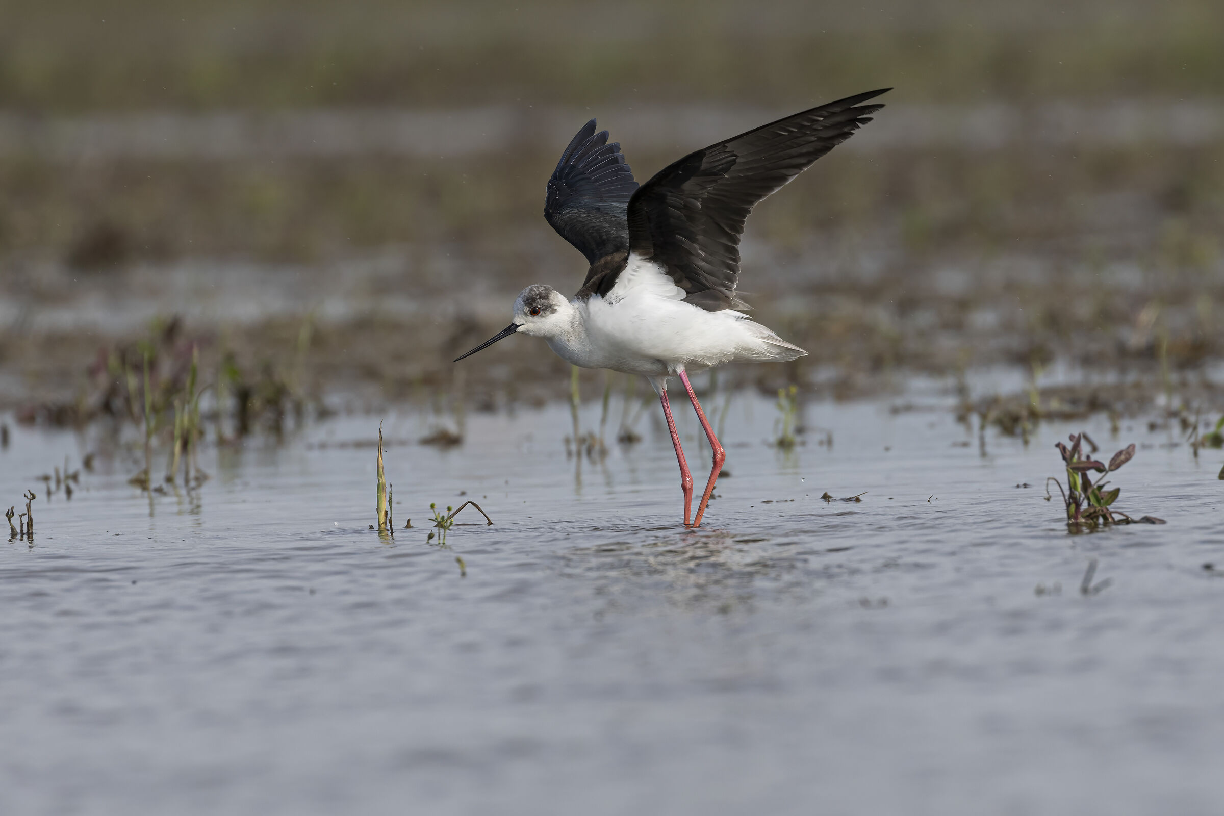Black-winged Stilt