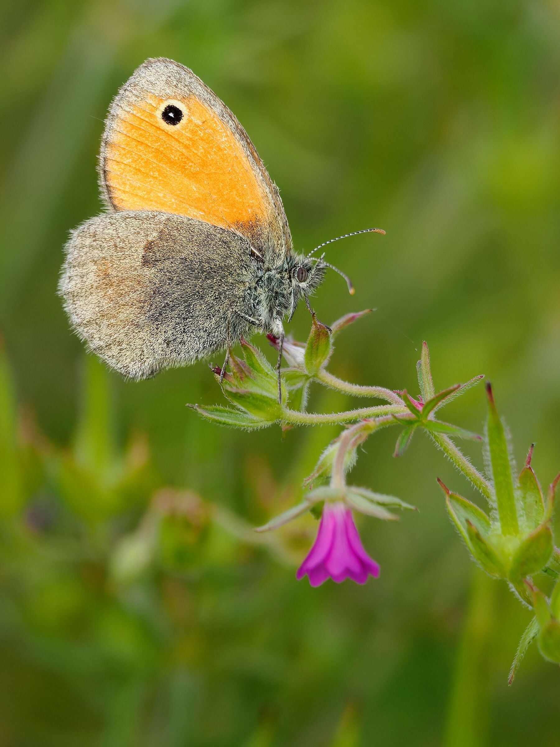 Coenonympha pamphilus