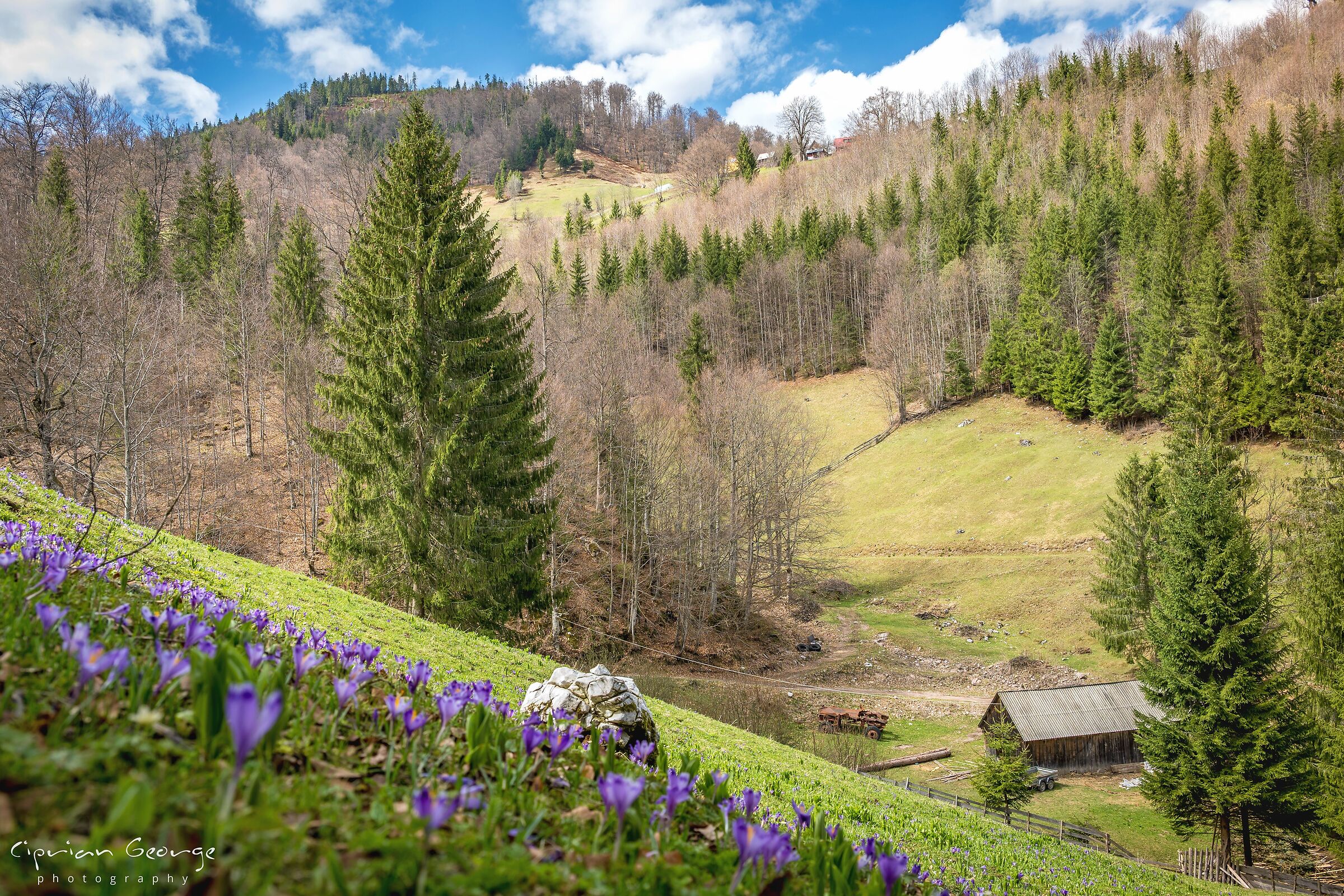 Semplicemente primavera