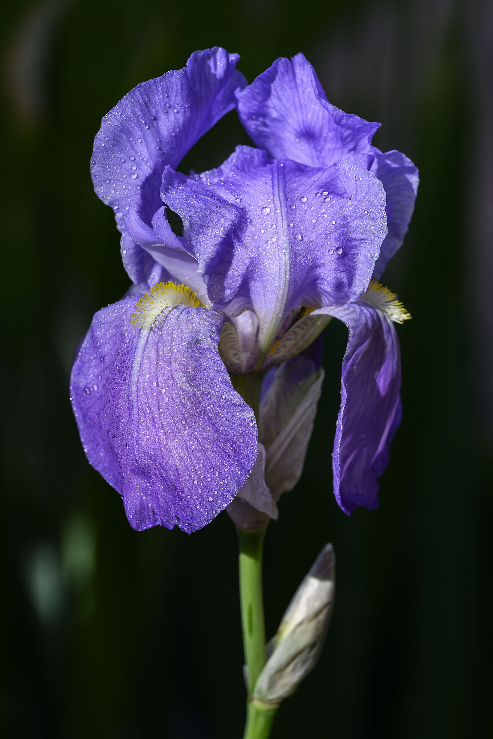 Iris