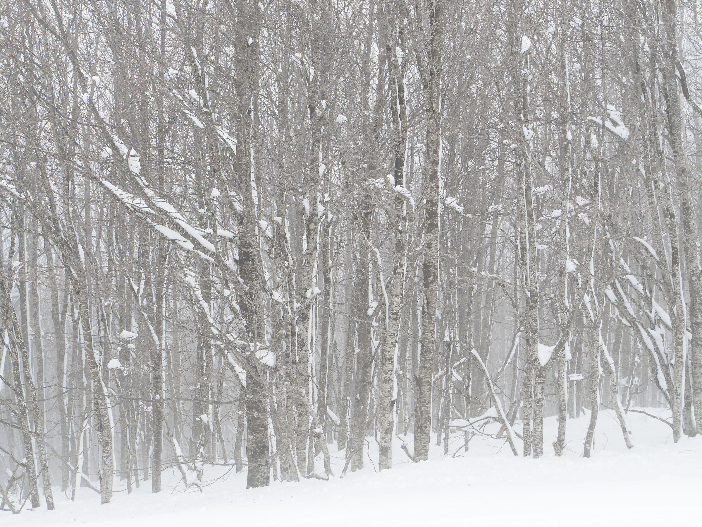 Snowfall among the beech trees