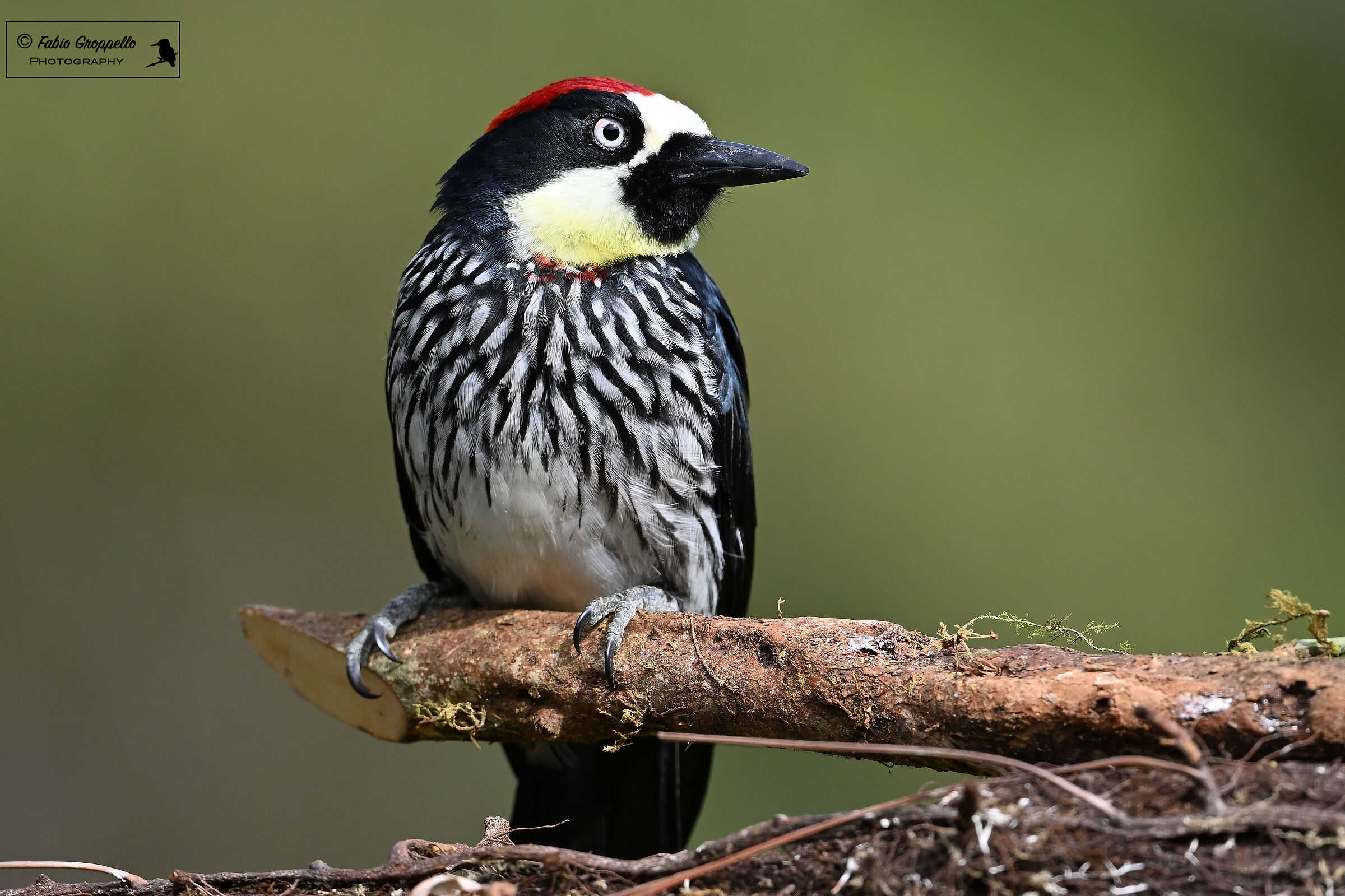 Woodpecker