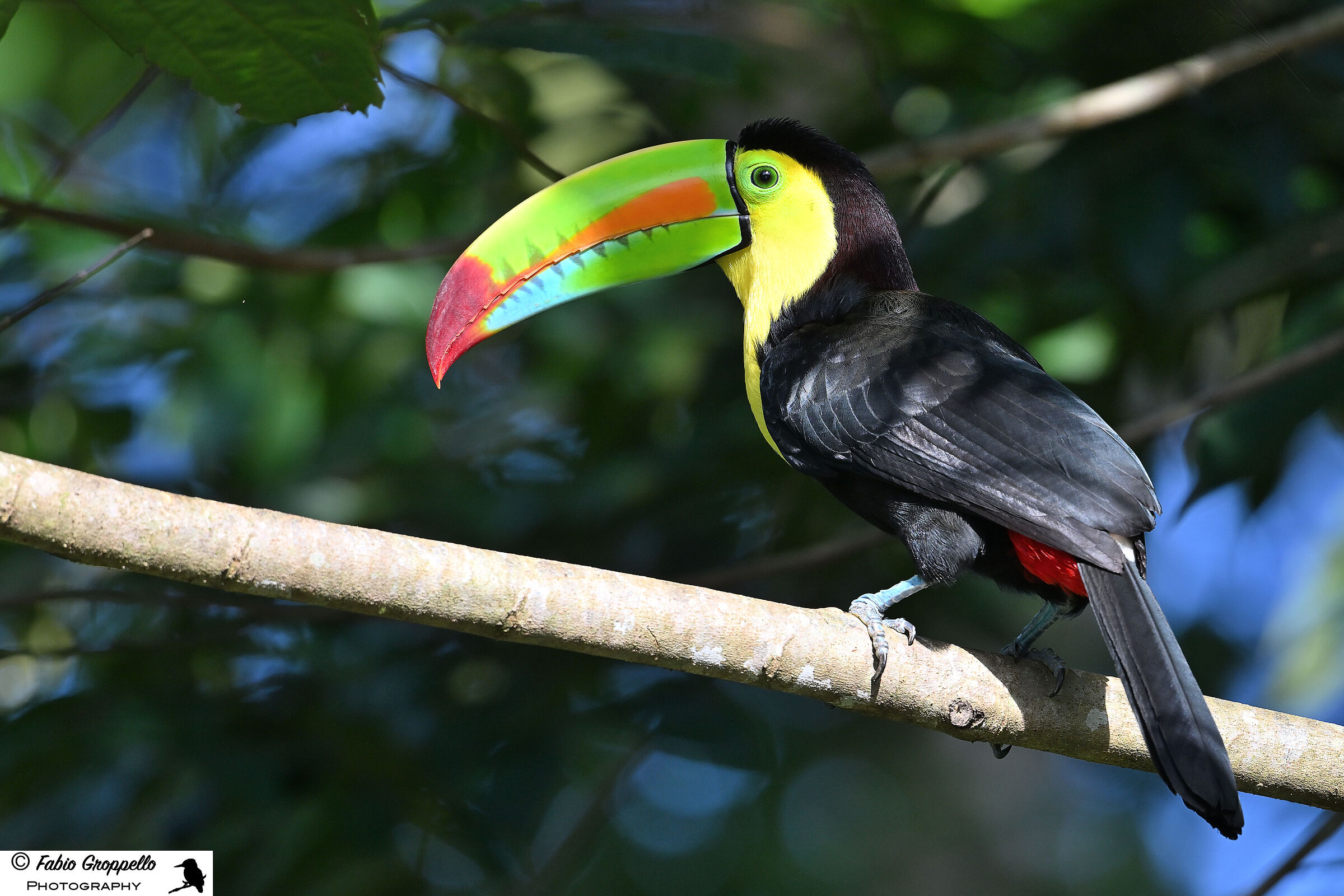Green Toucan