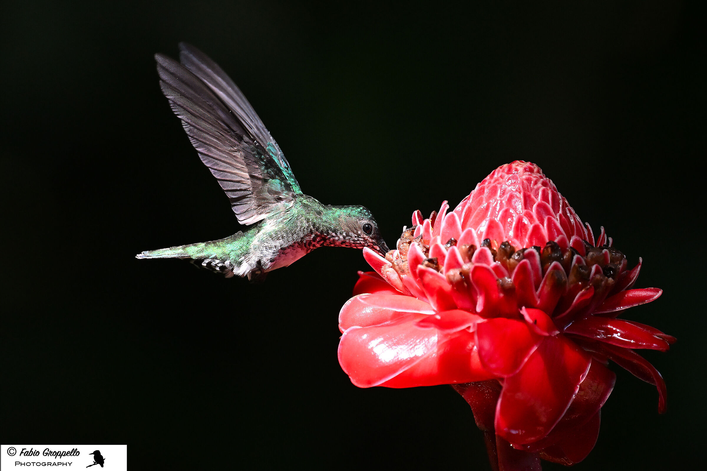 Hummingbird