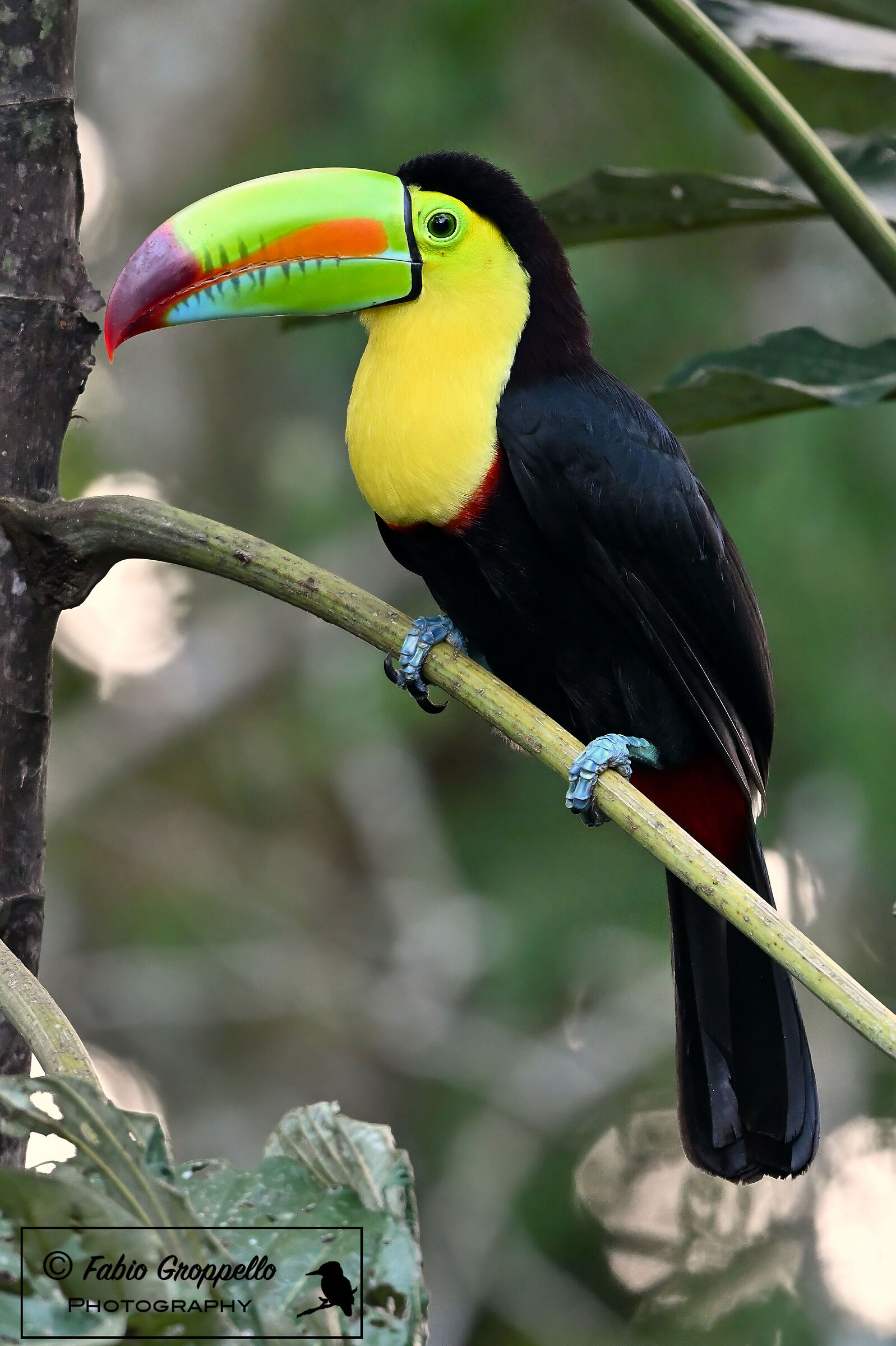 Toucan