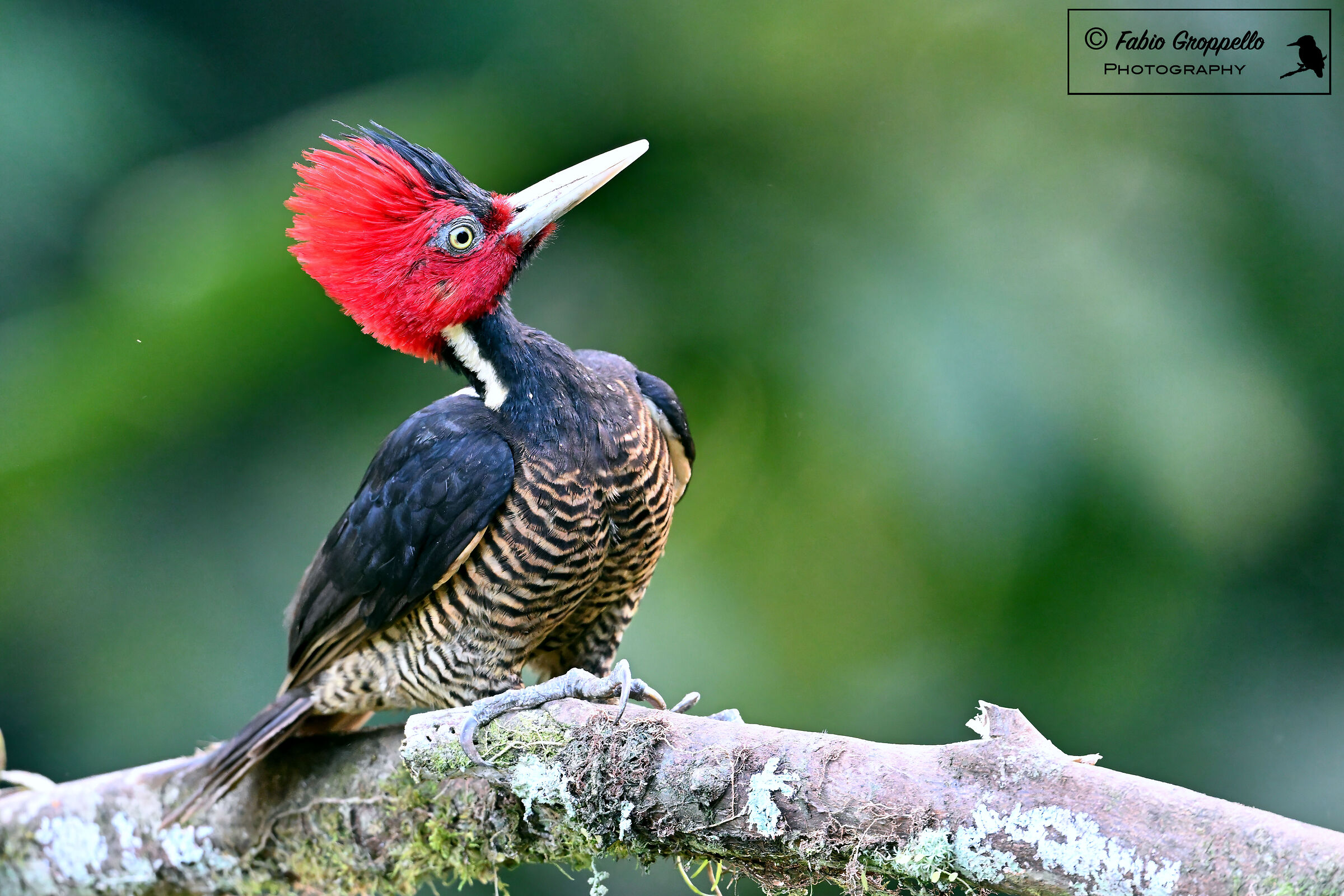 Black Woodpecker (M)