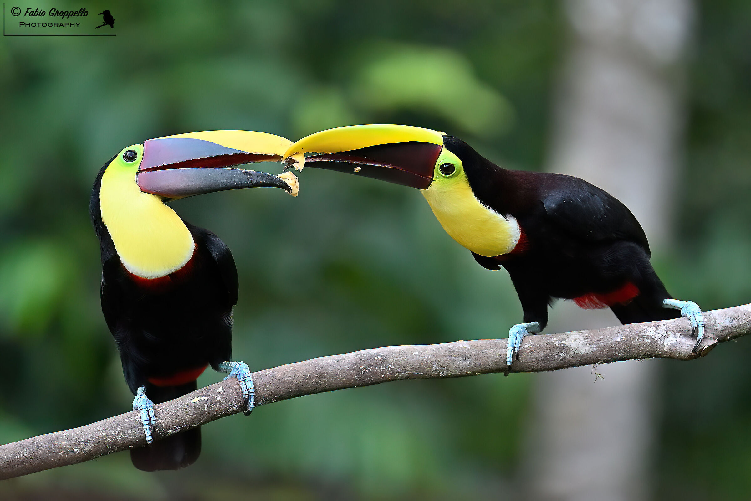 Gift Exchange Toucans
