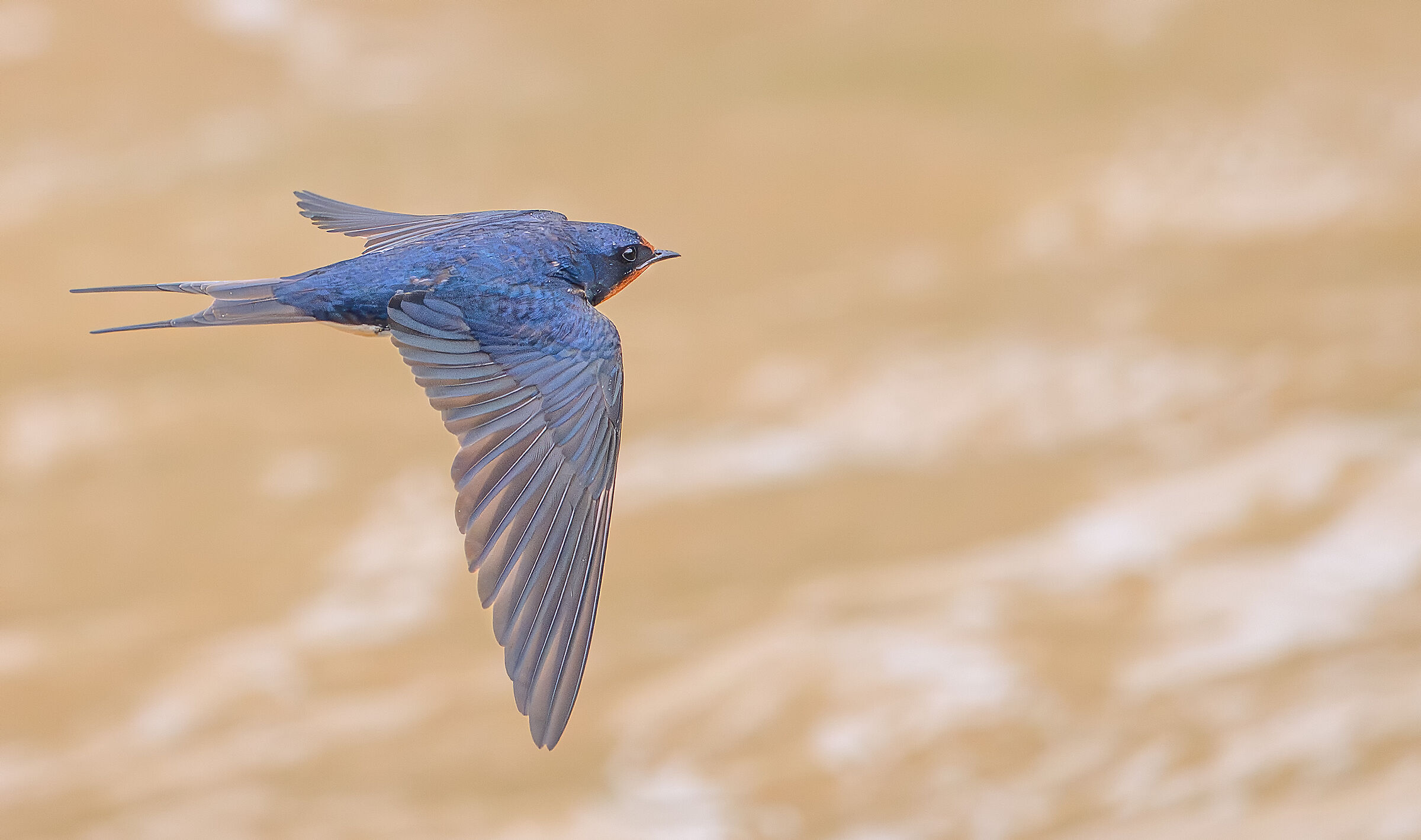 Barn swallow