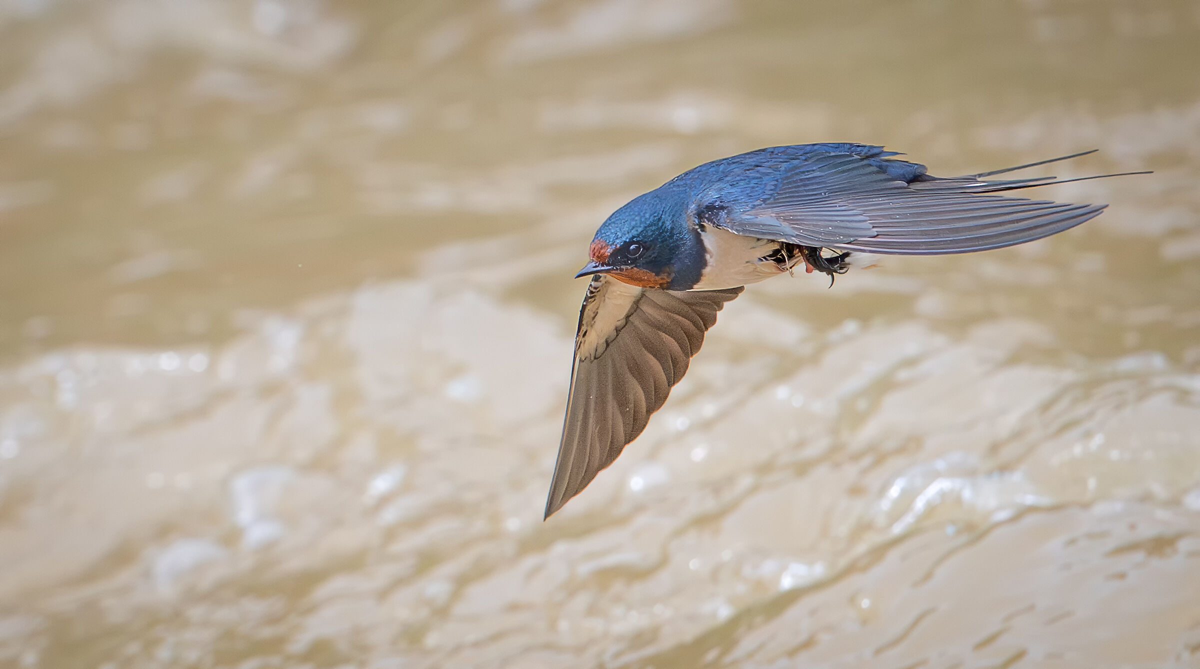 Barn swallow