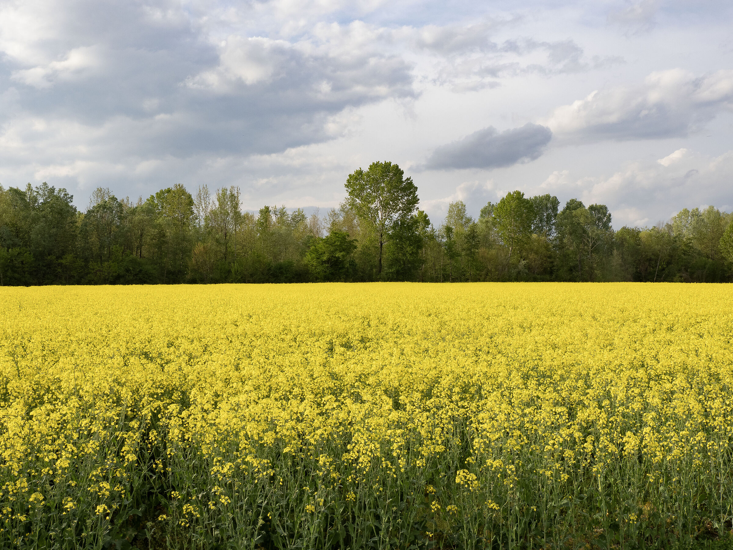 Colza in Friuli
