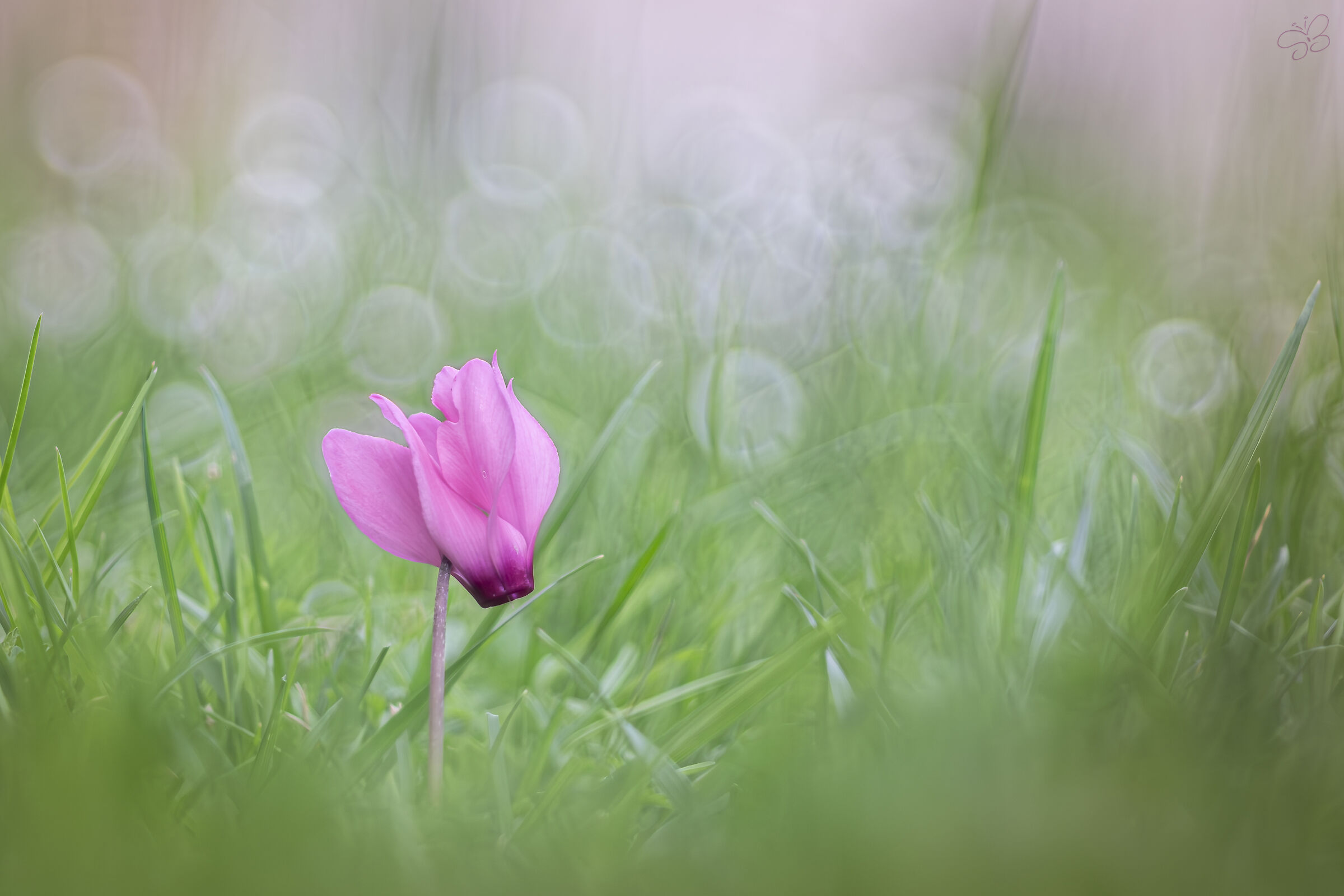 The pink dancer