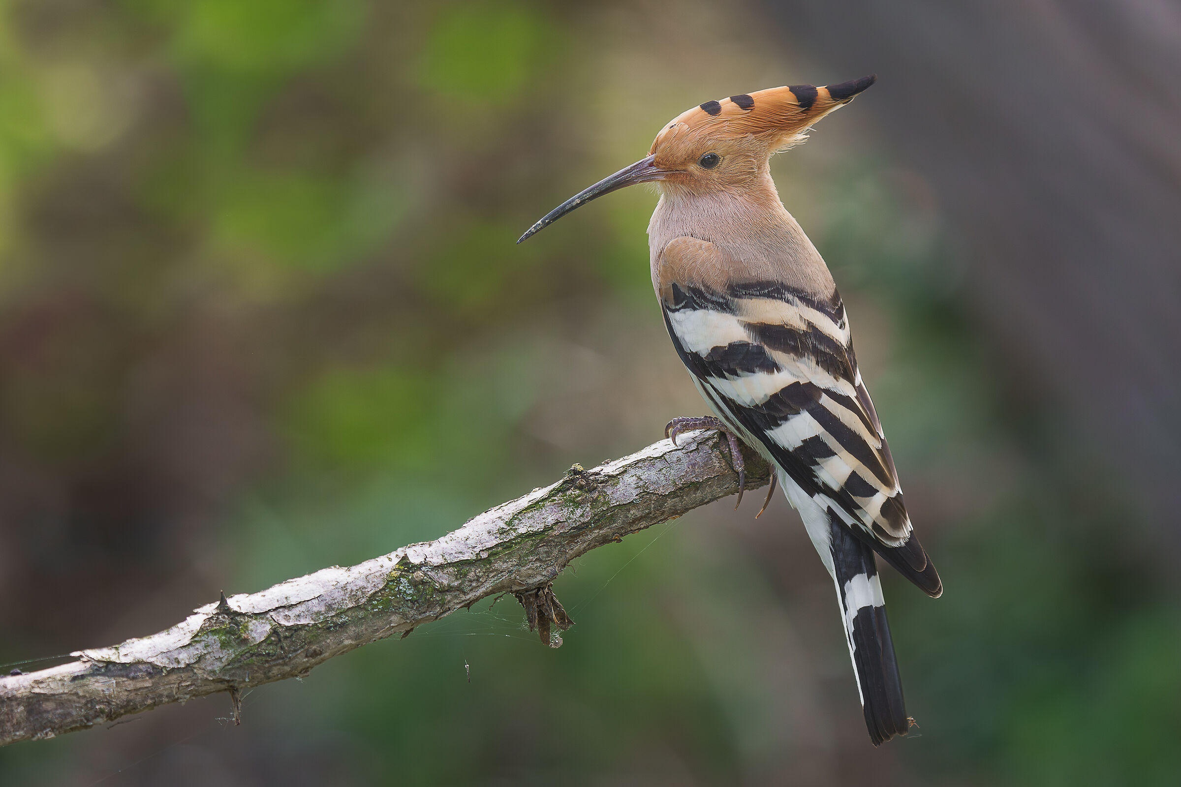 hoopoe