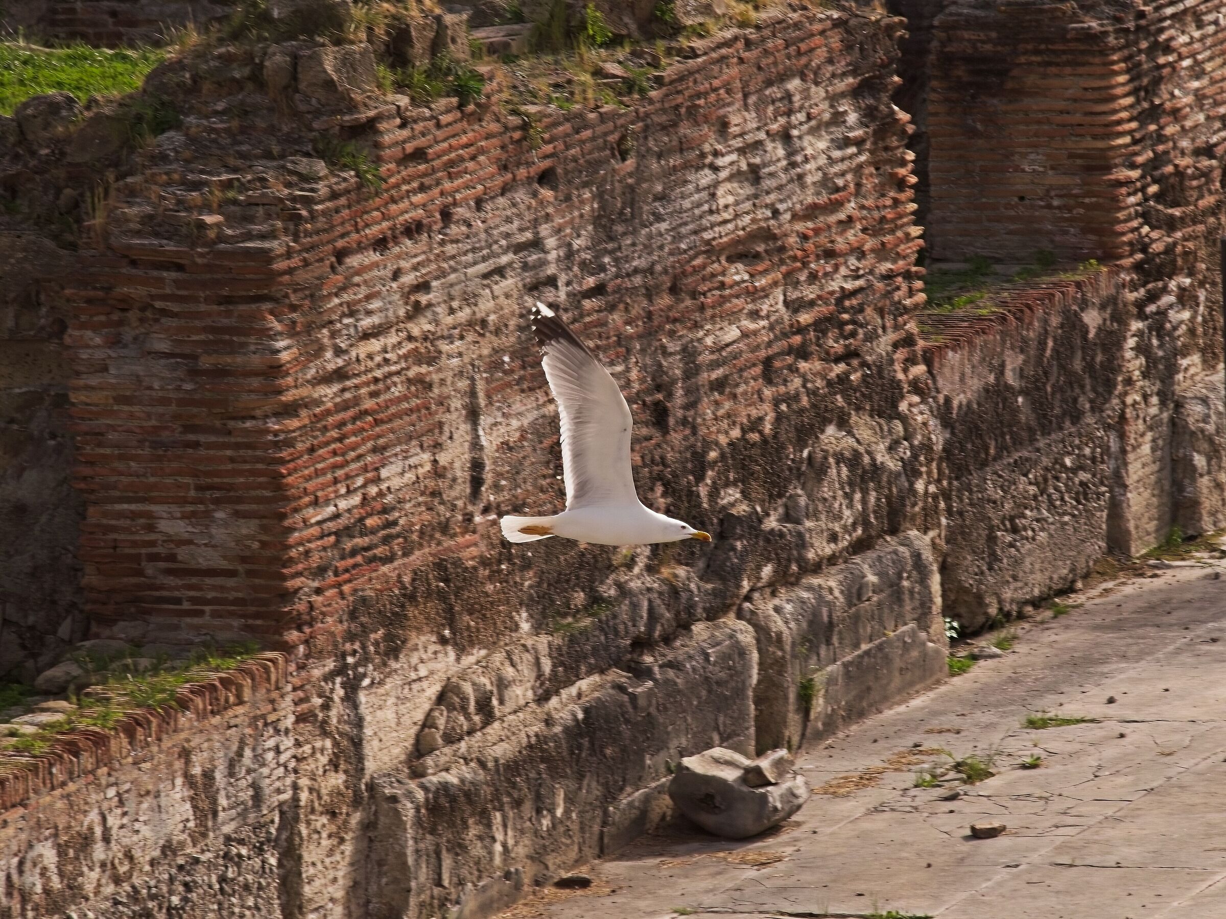 In volo