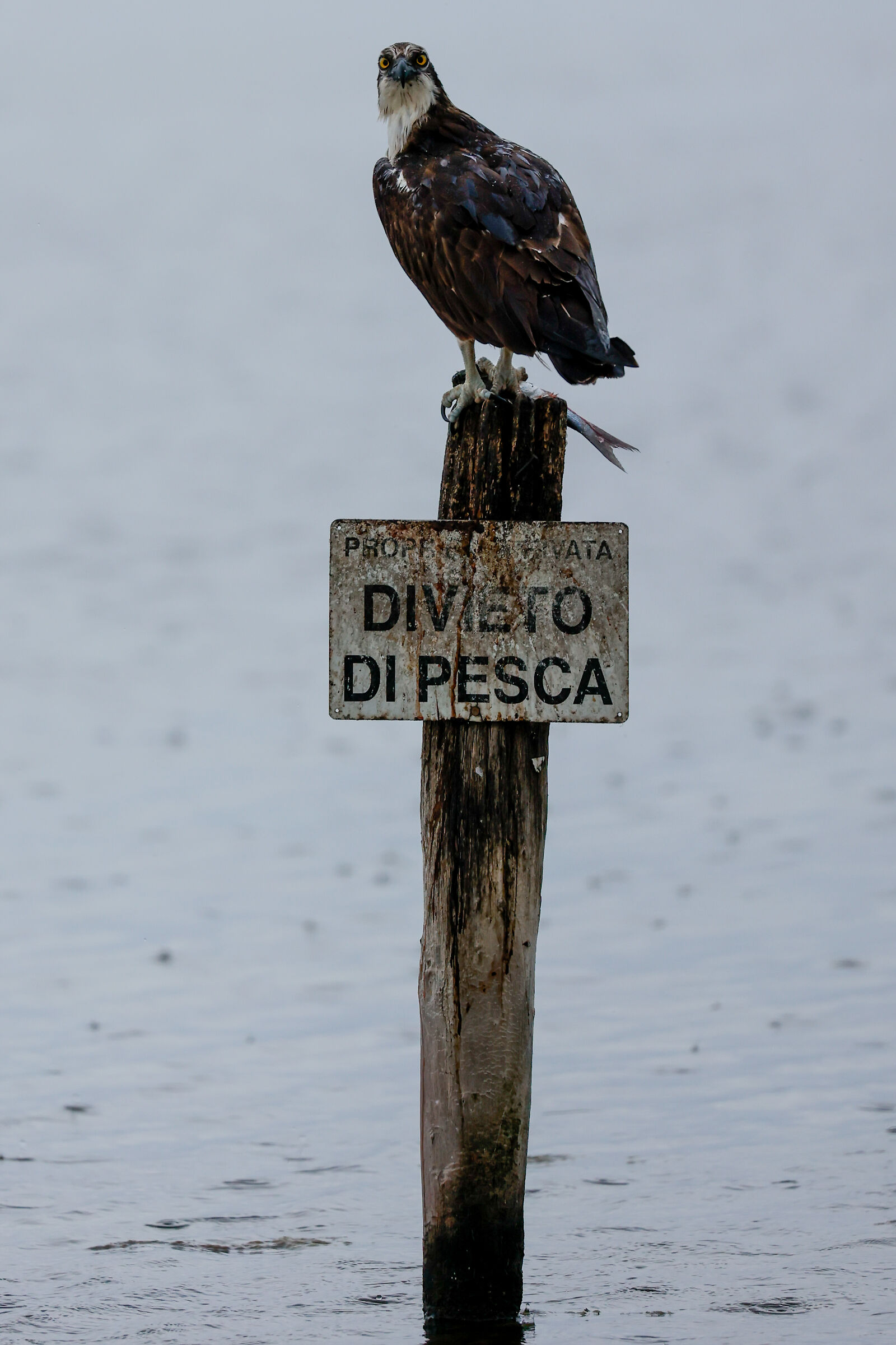 Wet hawk.. Lucky Falcon
