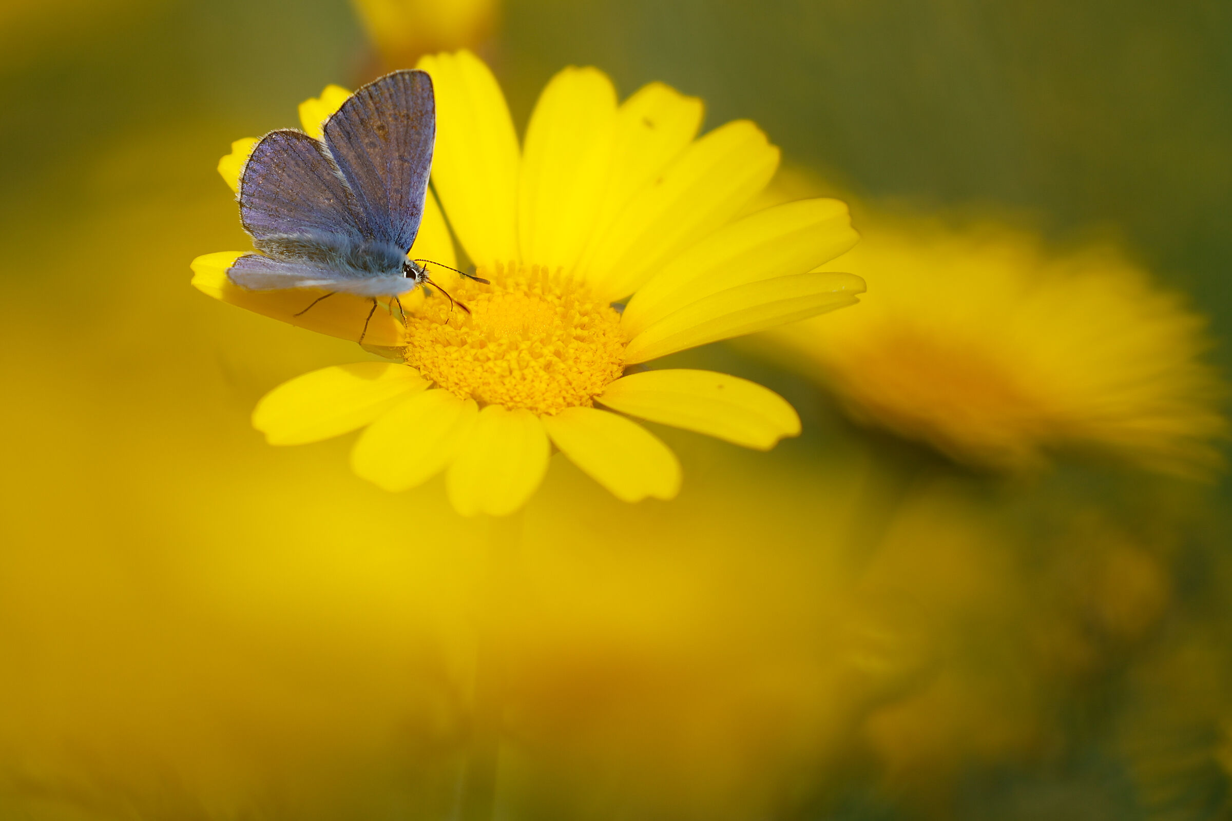 The paintings of spring...