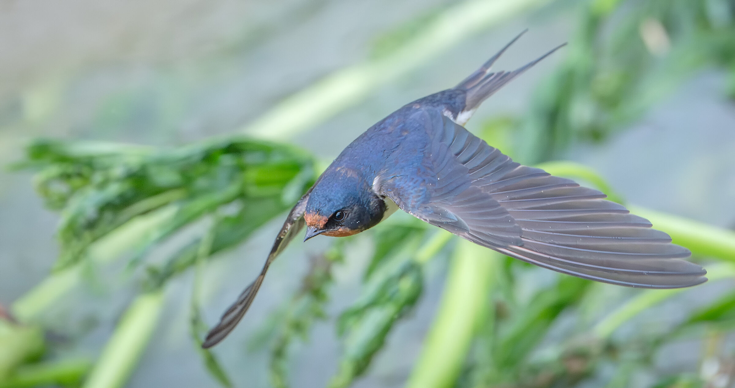 Barn swallow