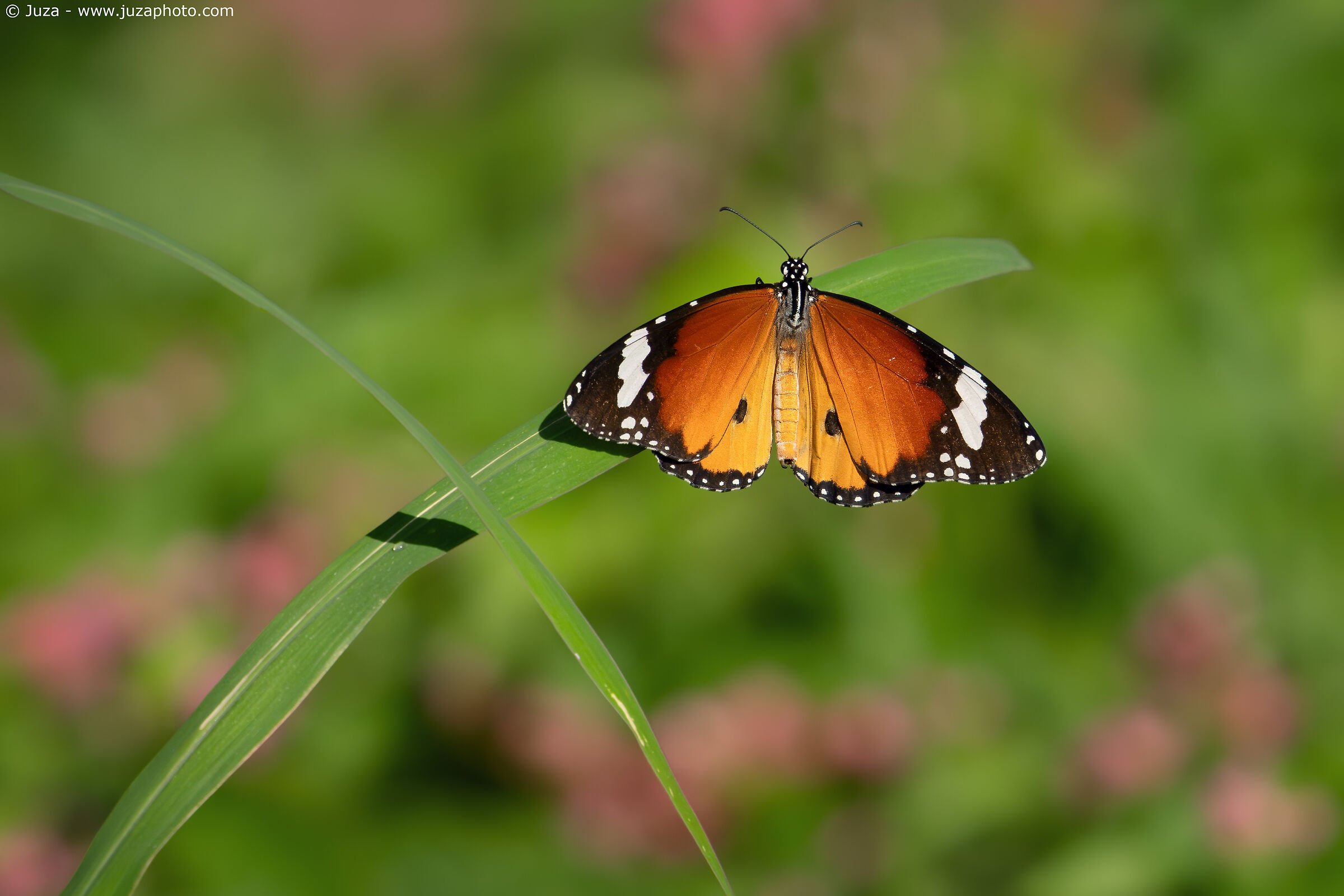 Danaus chrysippus