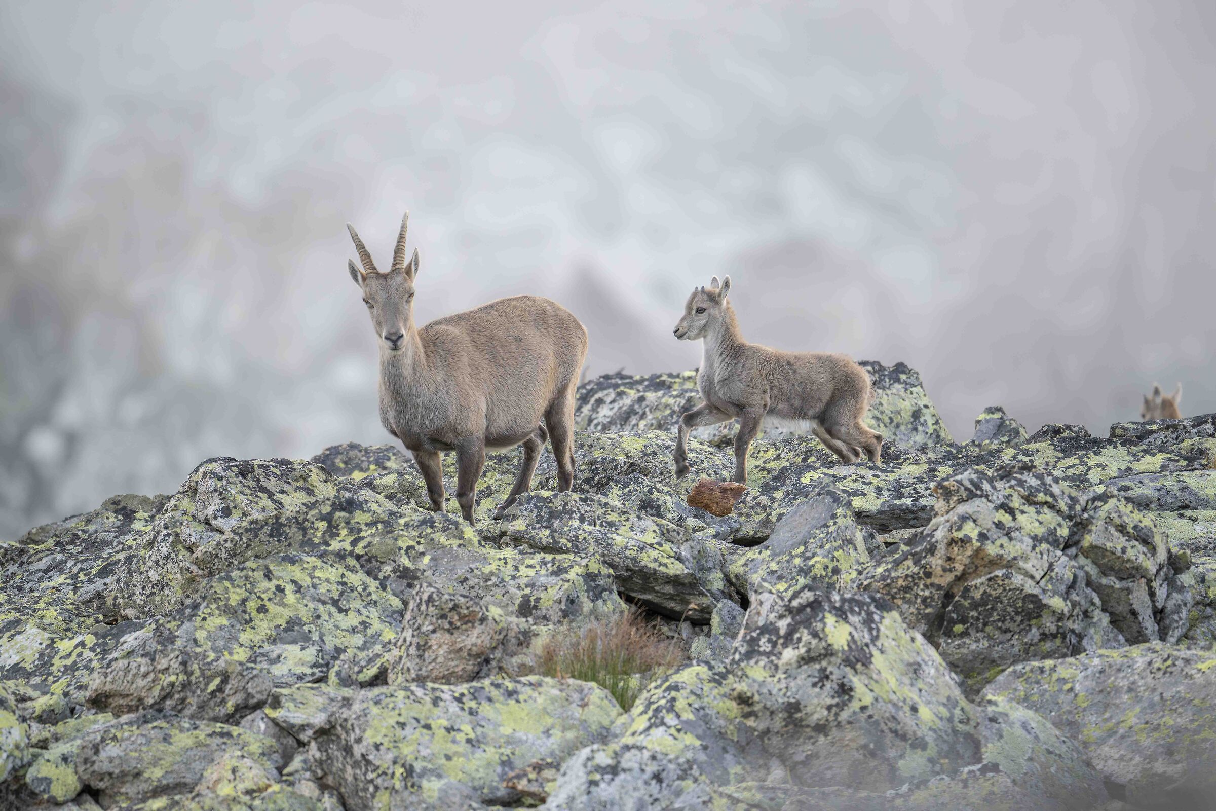 New ibex generations