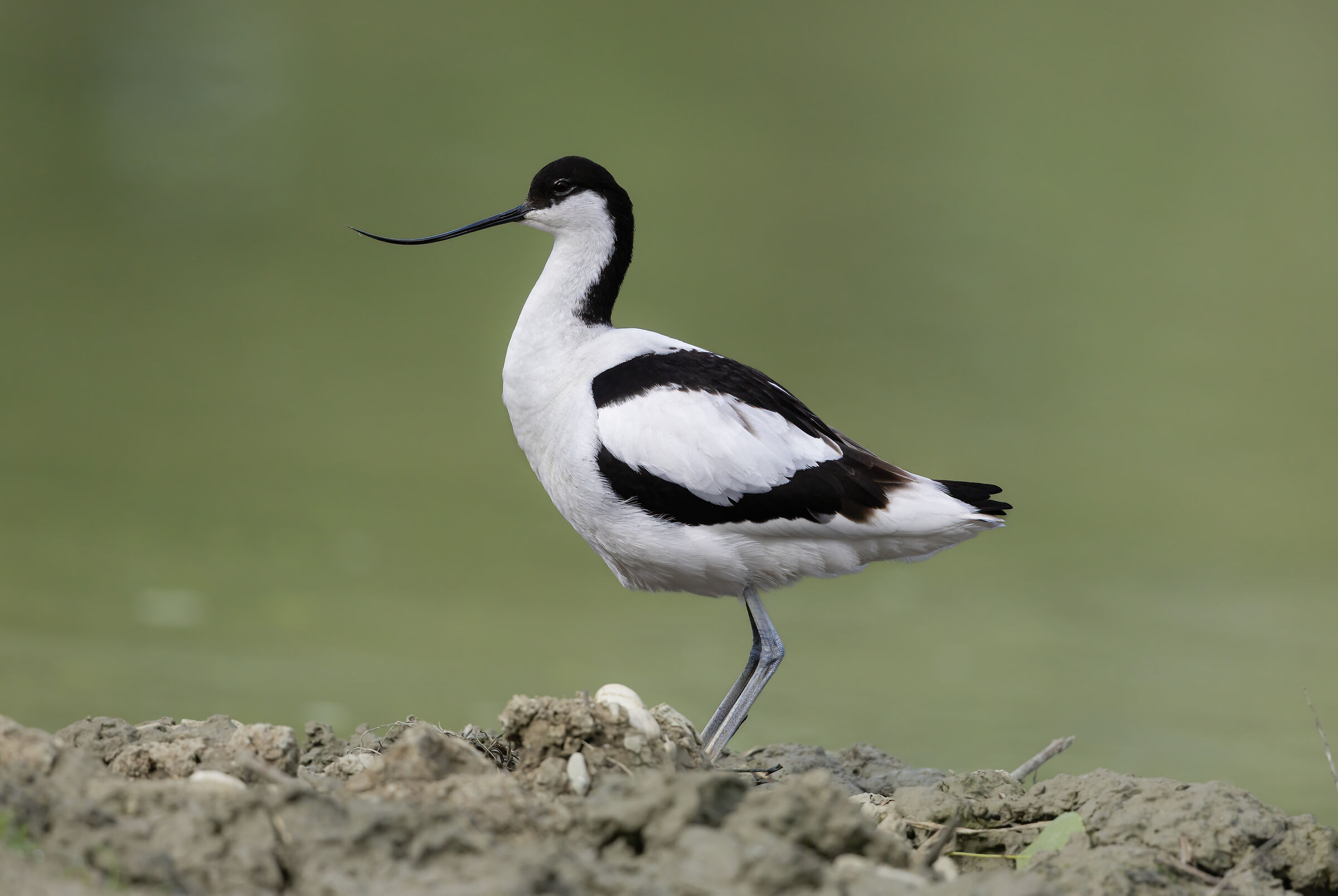 avocetta nel verde aprile 2025