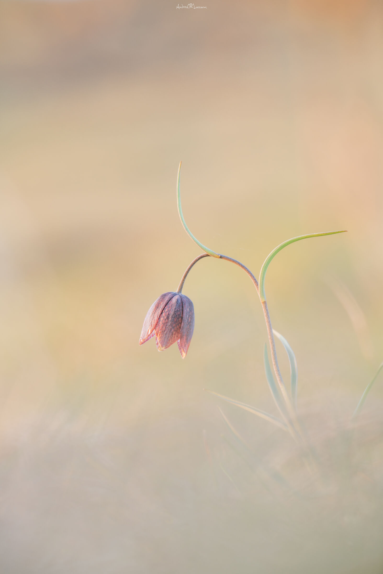fritillaria