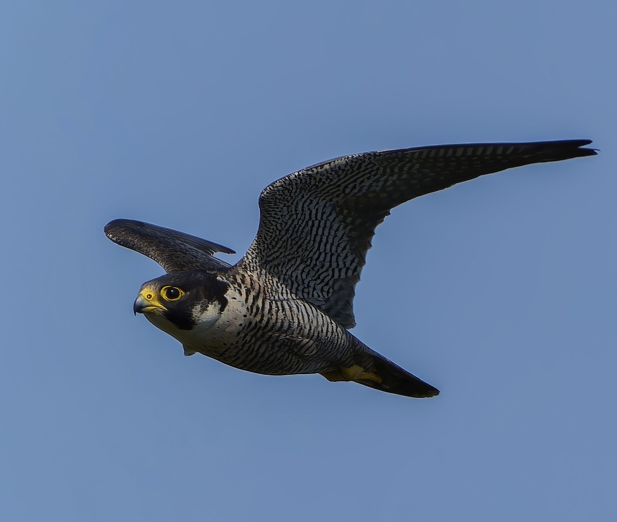 Peregrine