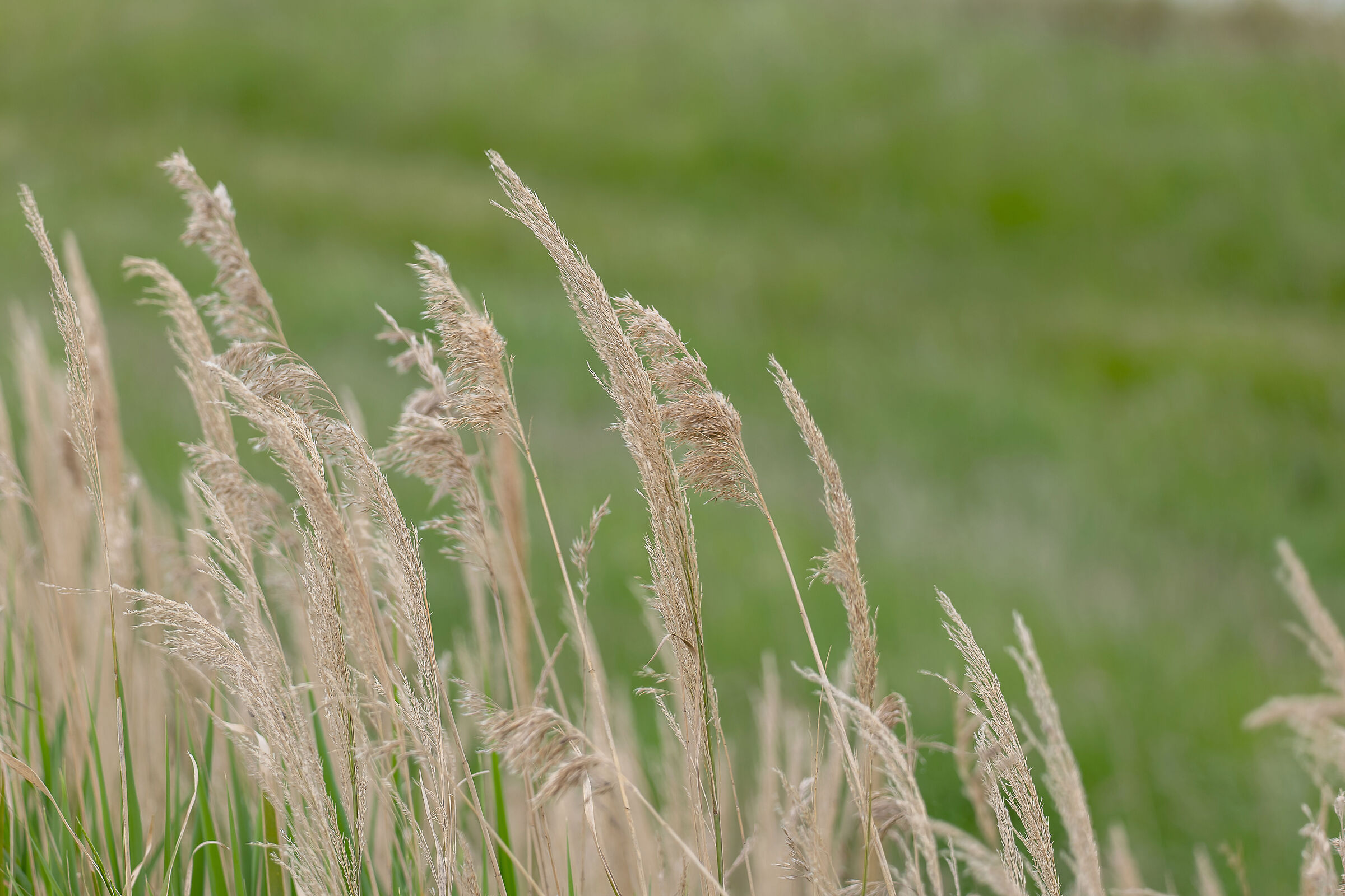 cannuccia di palude, vento