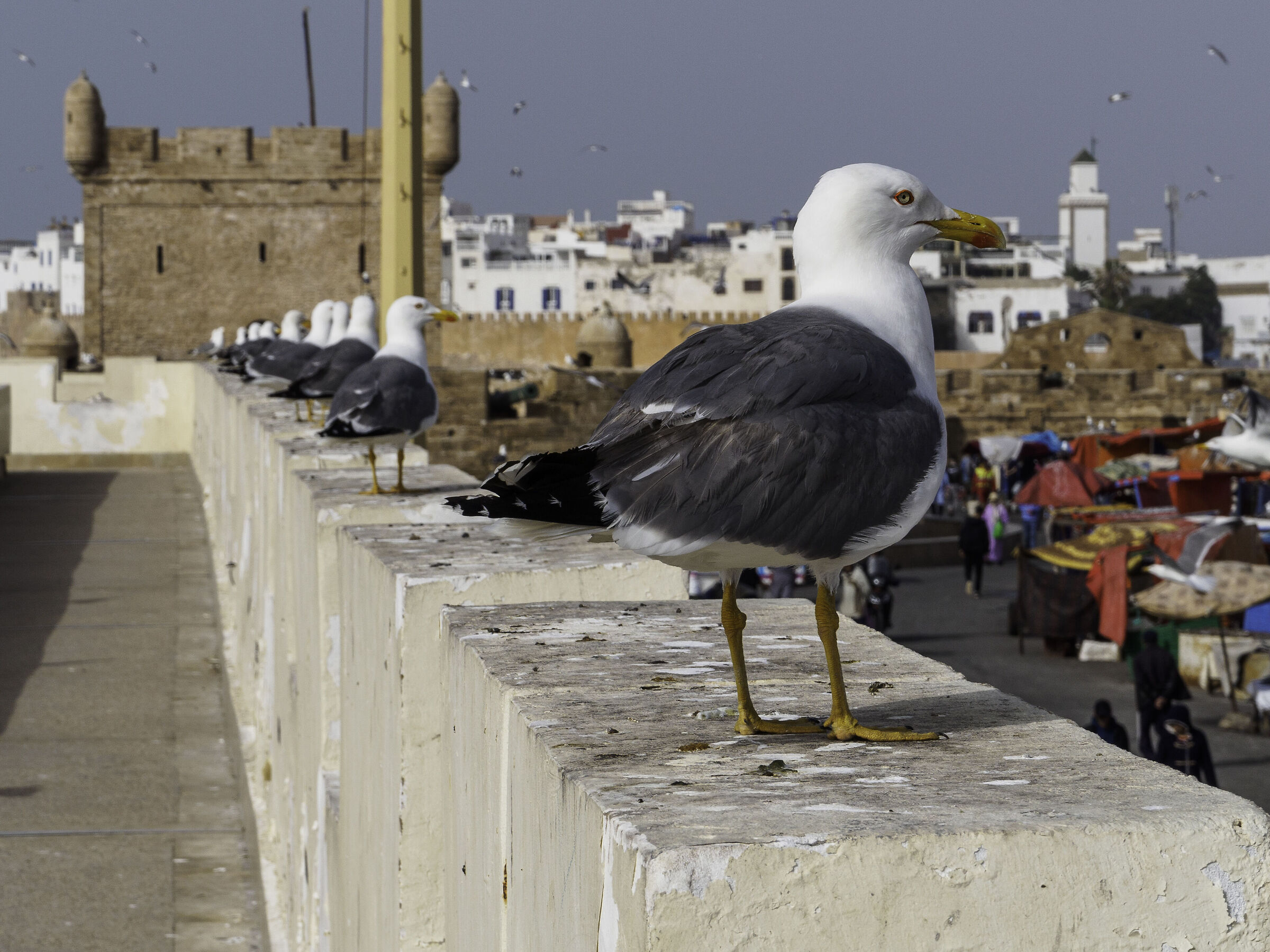Essaouira