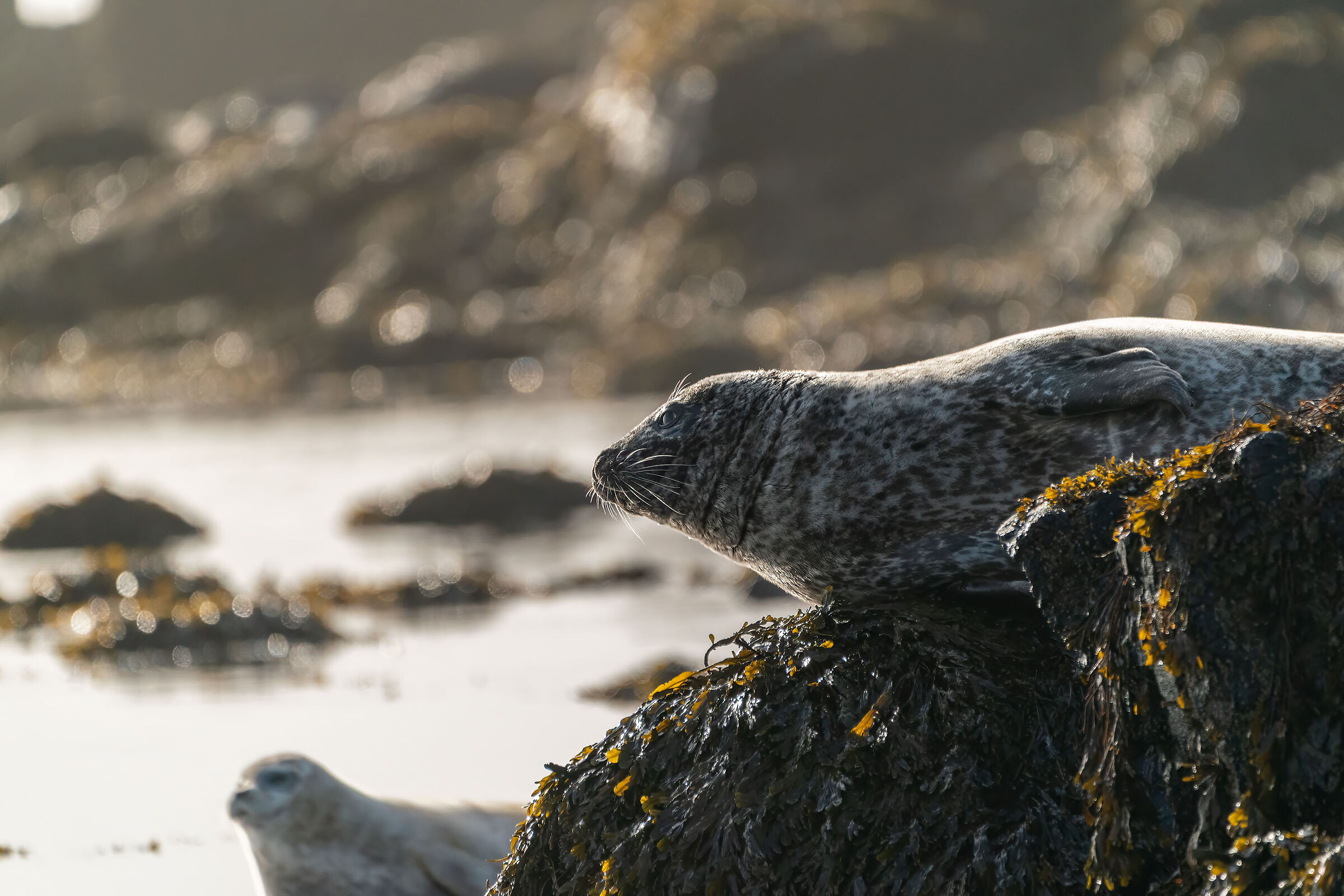 Common seal