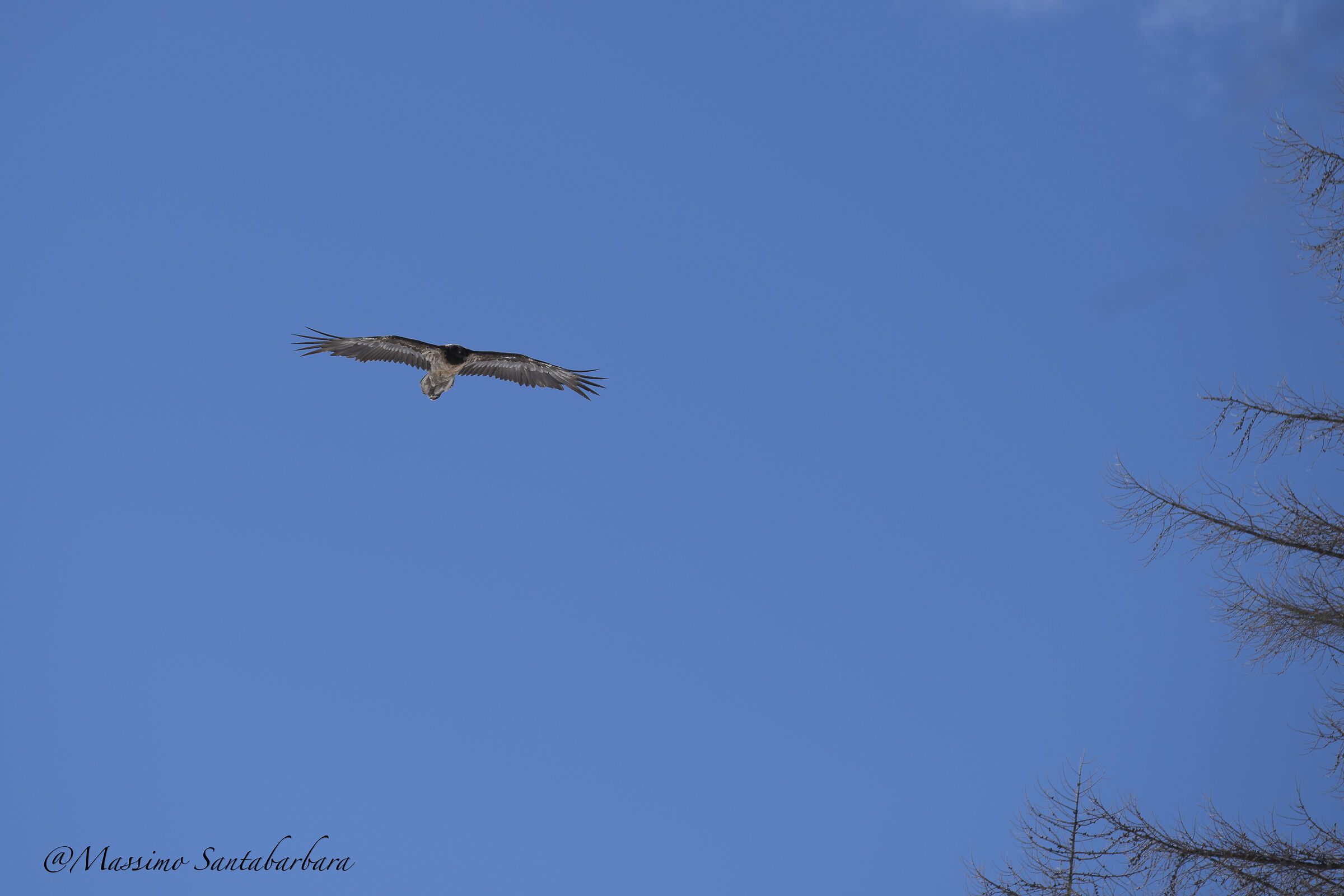 Gipeto Valle D'Aosta