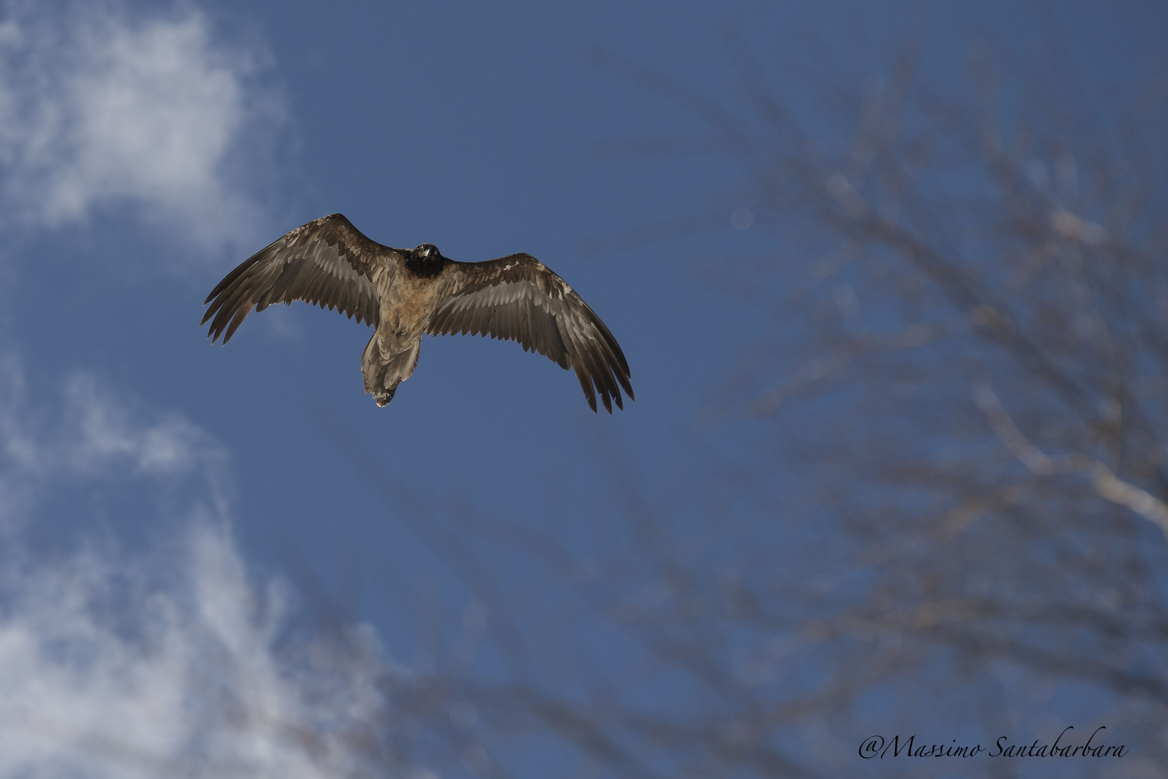 Gipeto Valle D'Aosta