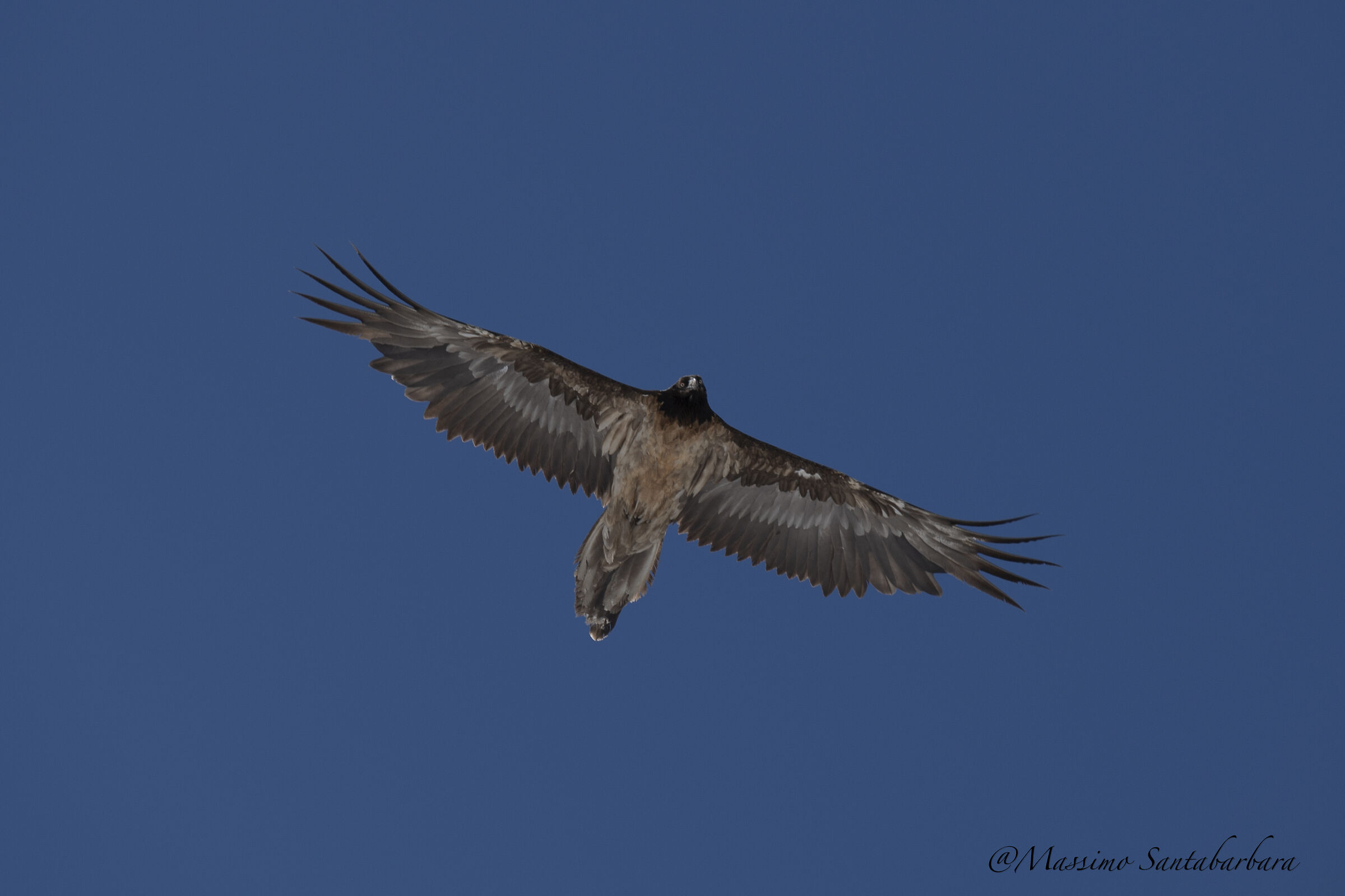 Gipeto Valle D'Aosta