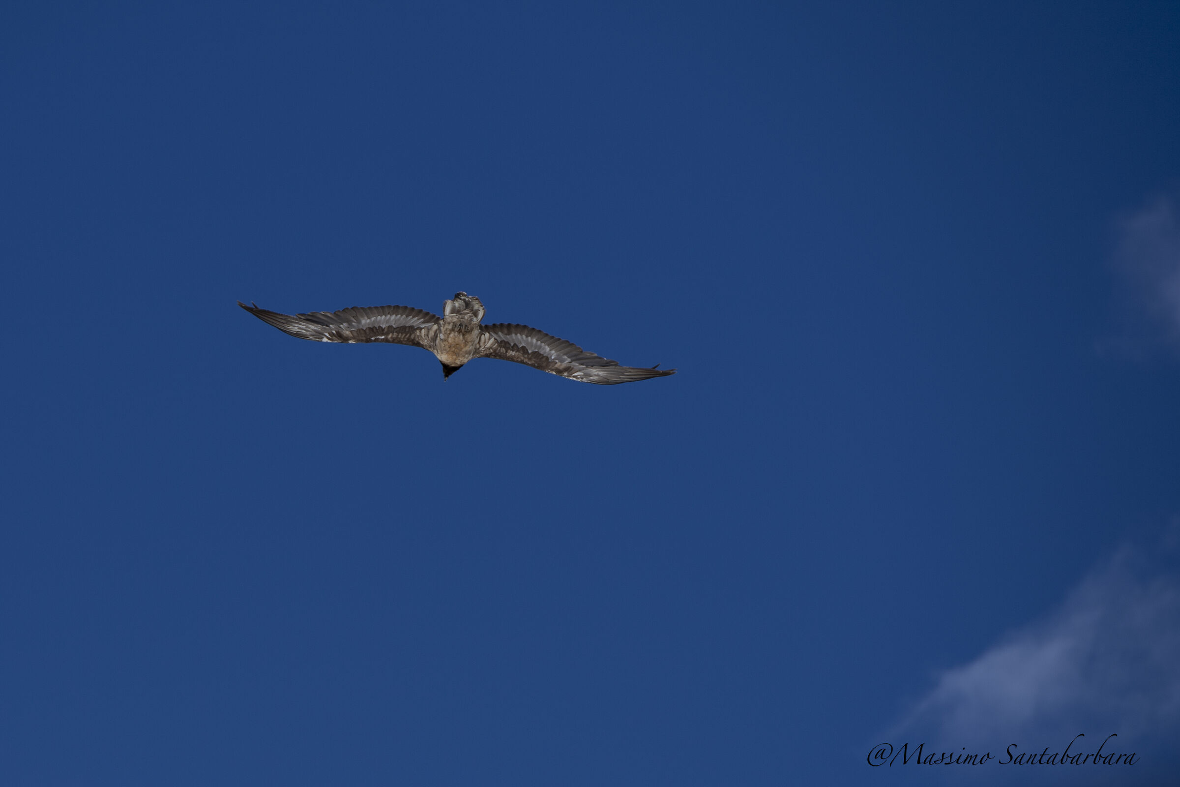 Gipeto Valle D'Aosta