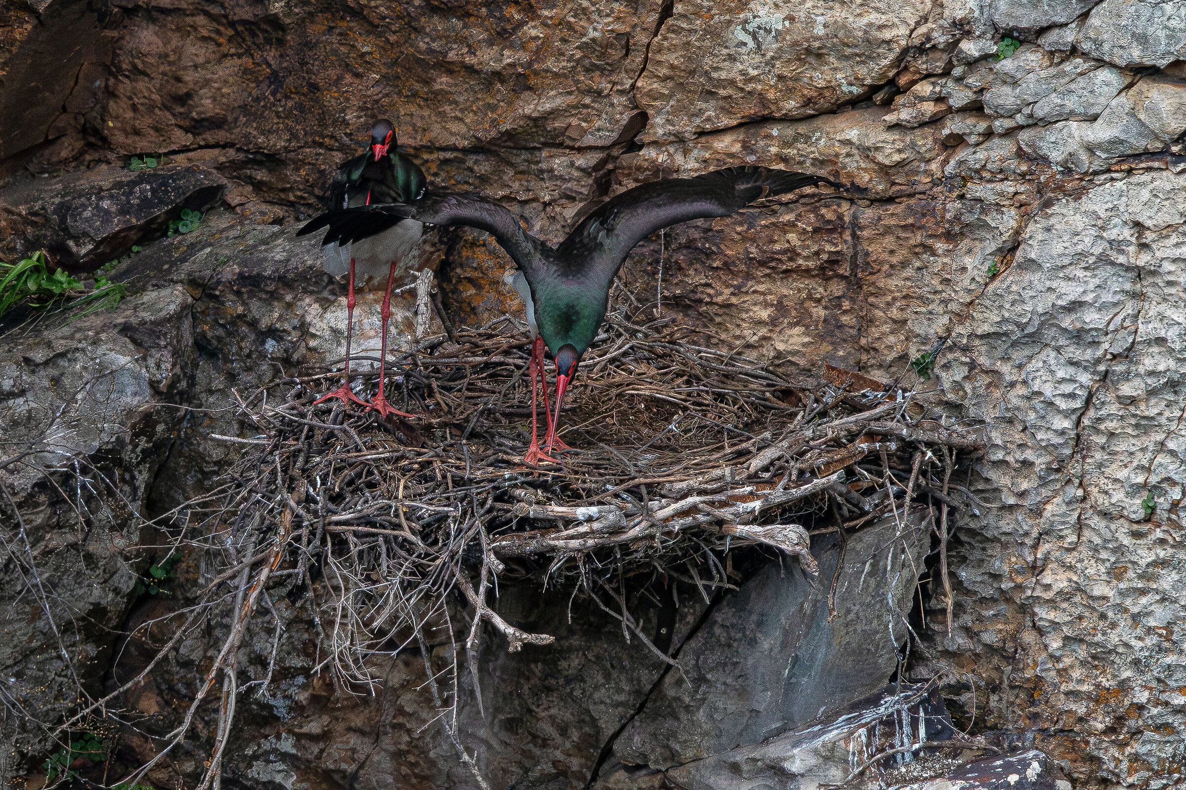 Black storks at the nest