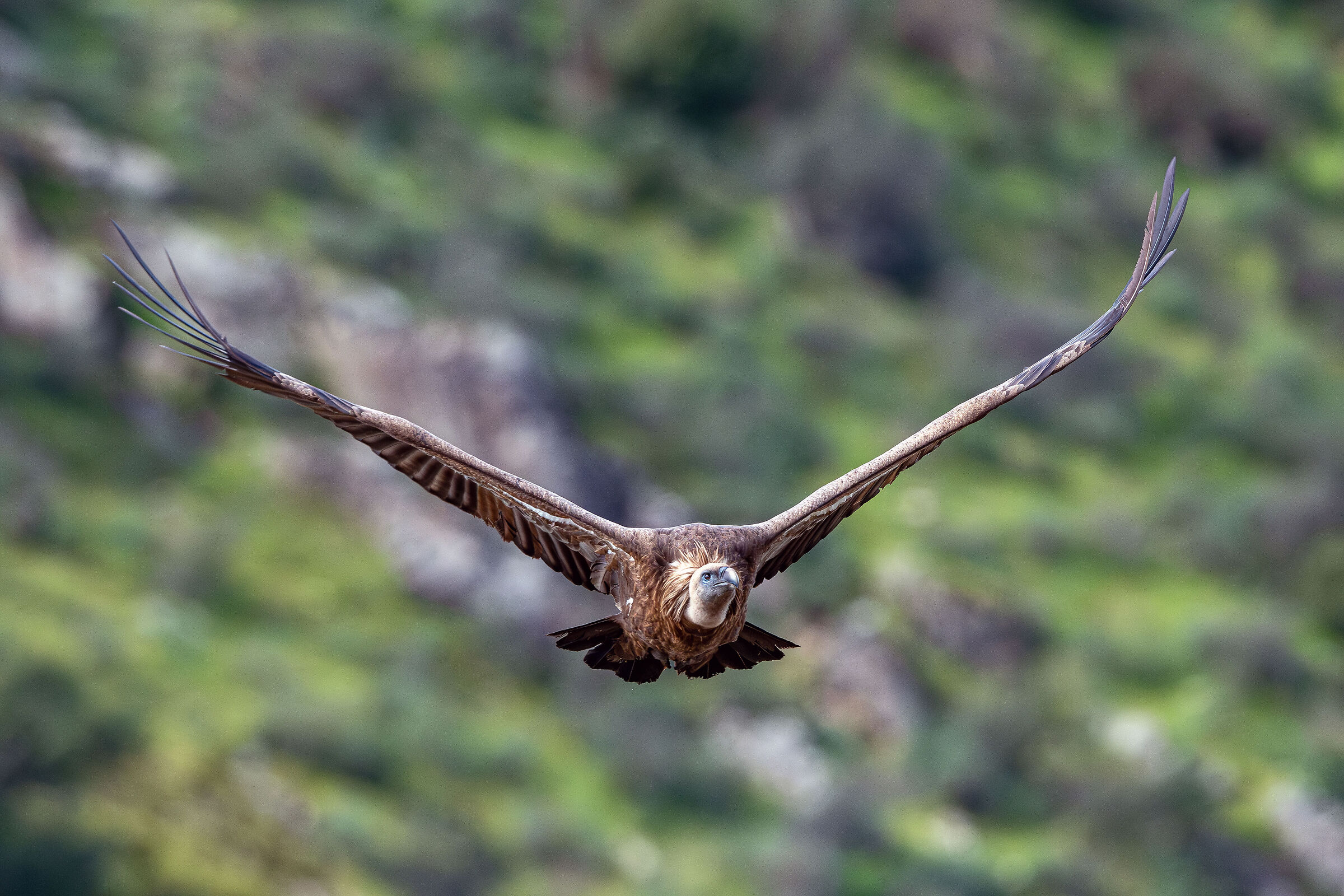 Griffin in flight set